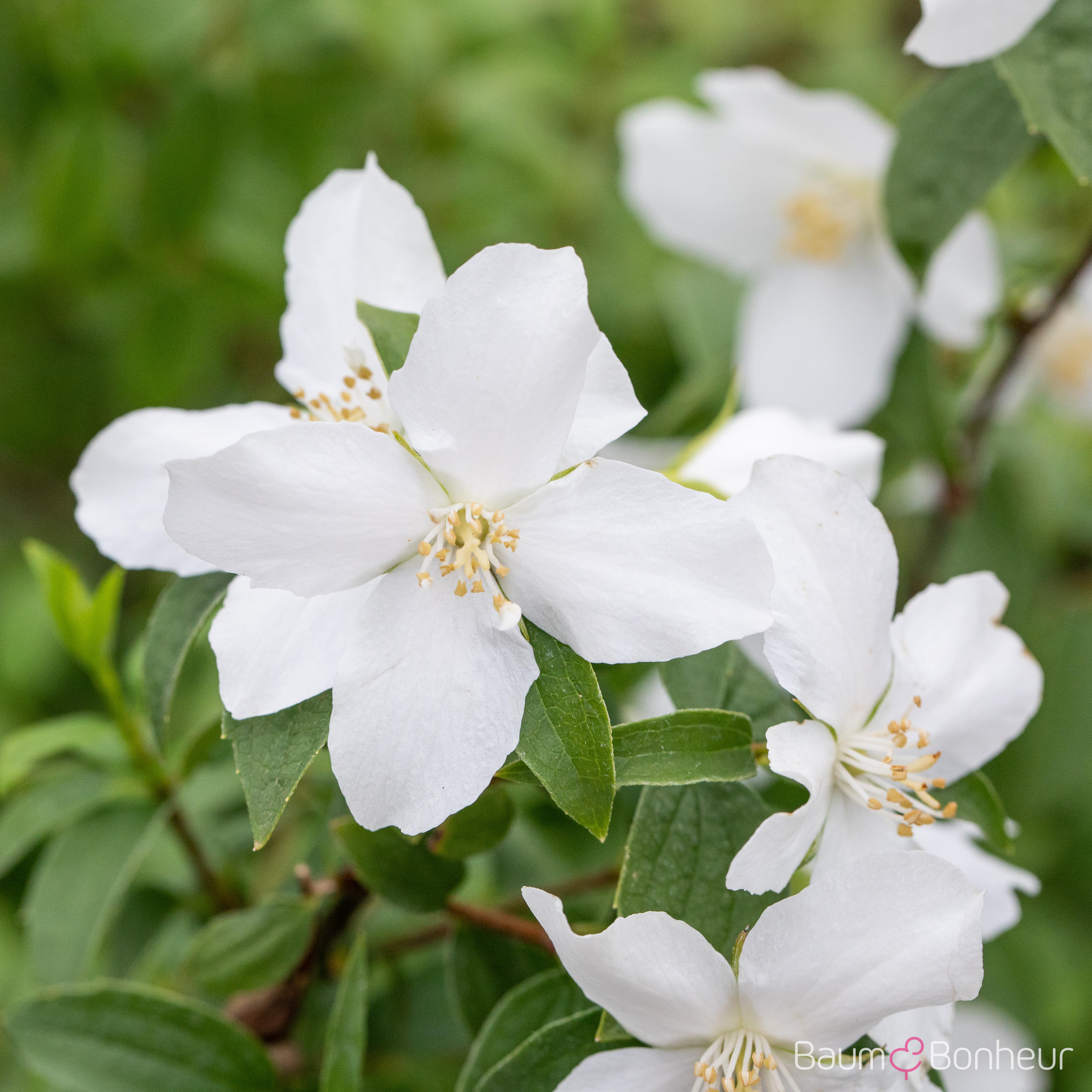 Philadelphus 'Manteau d'Hermine'