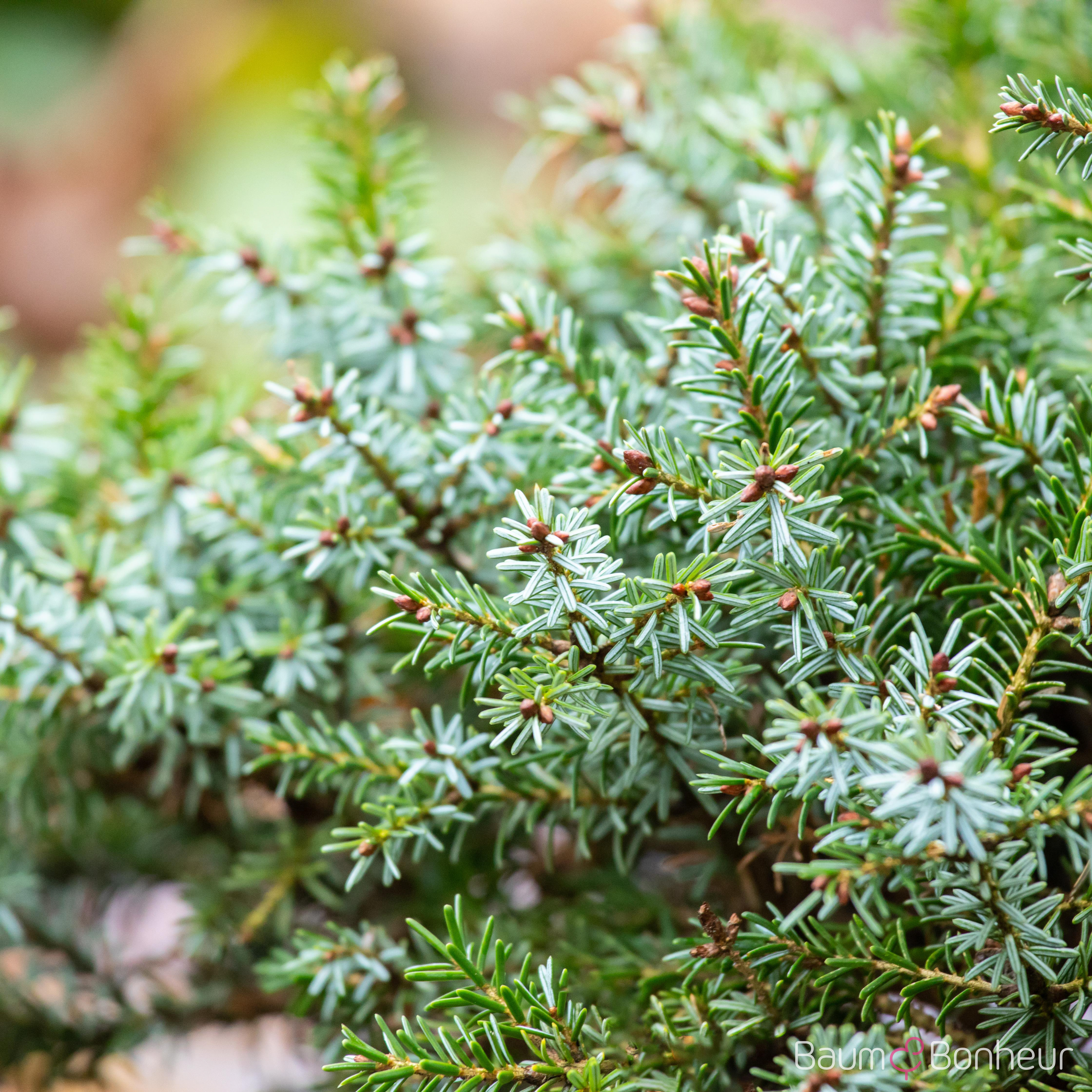 Picea omorika 'Nana'