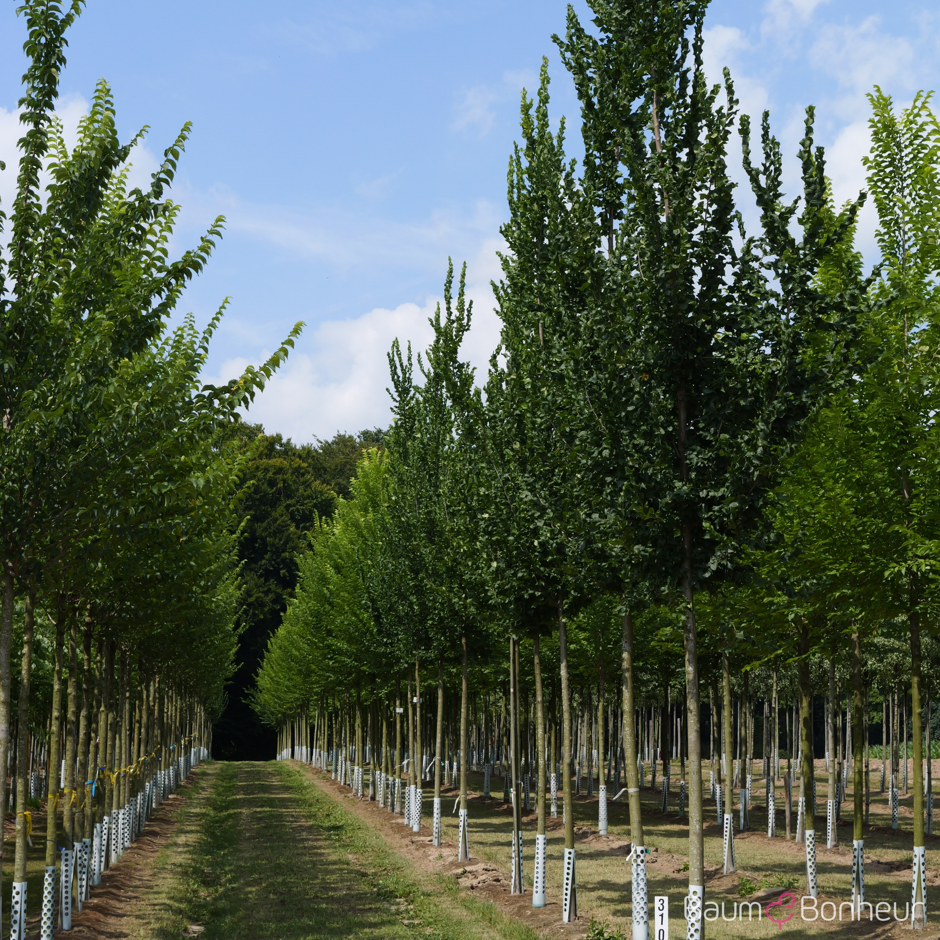 Ulmus 'Columella' -S-