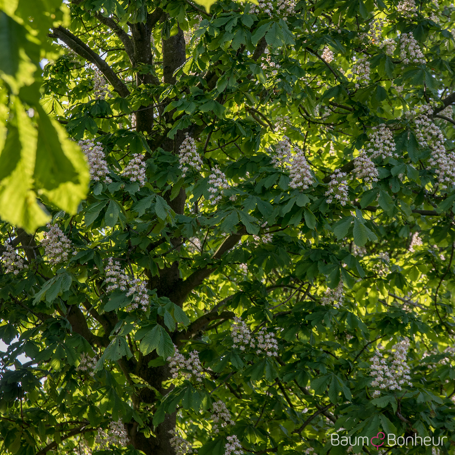 Aesculus hippocastanum