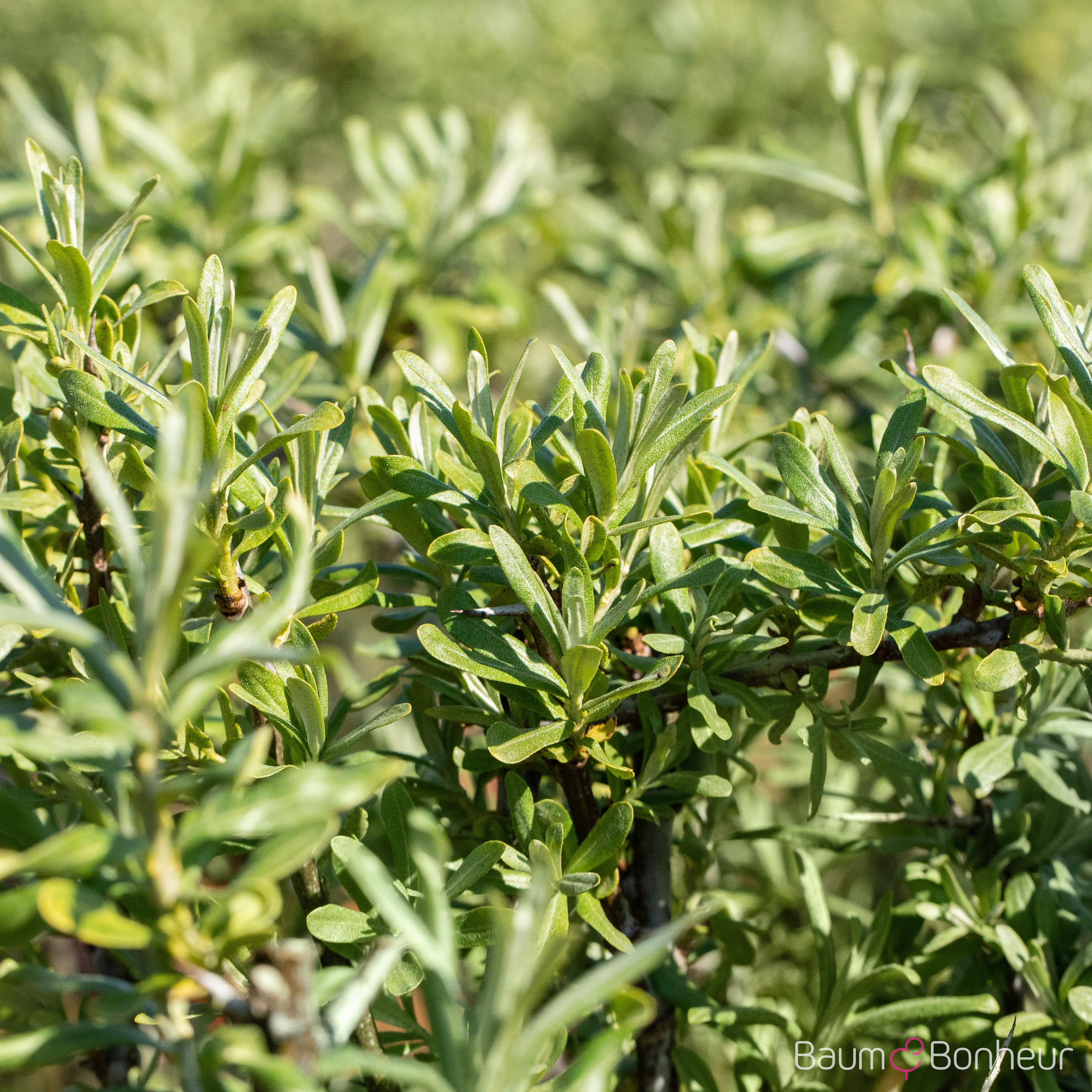 Hippophae rhamnoides