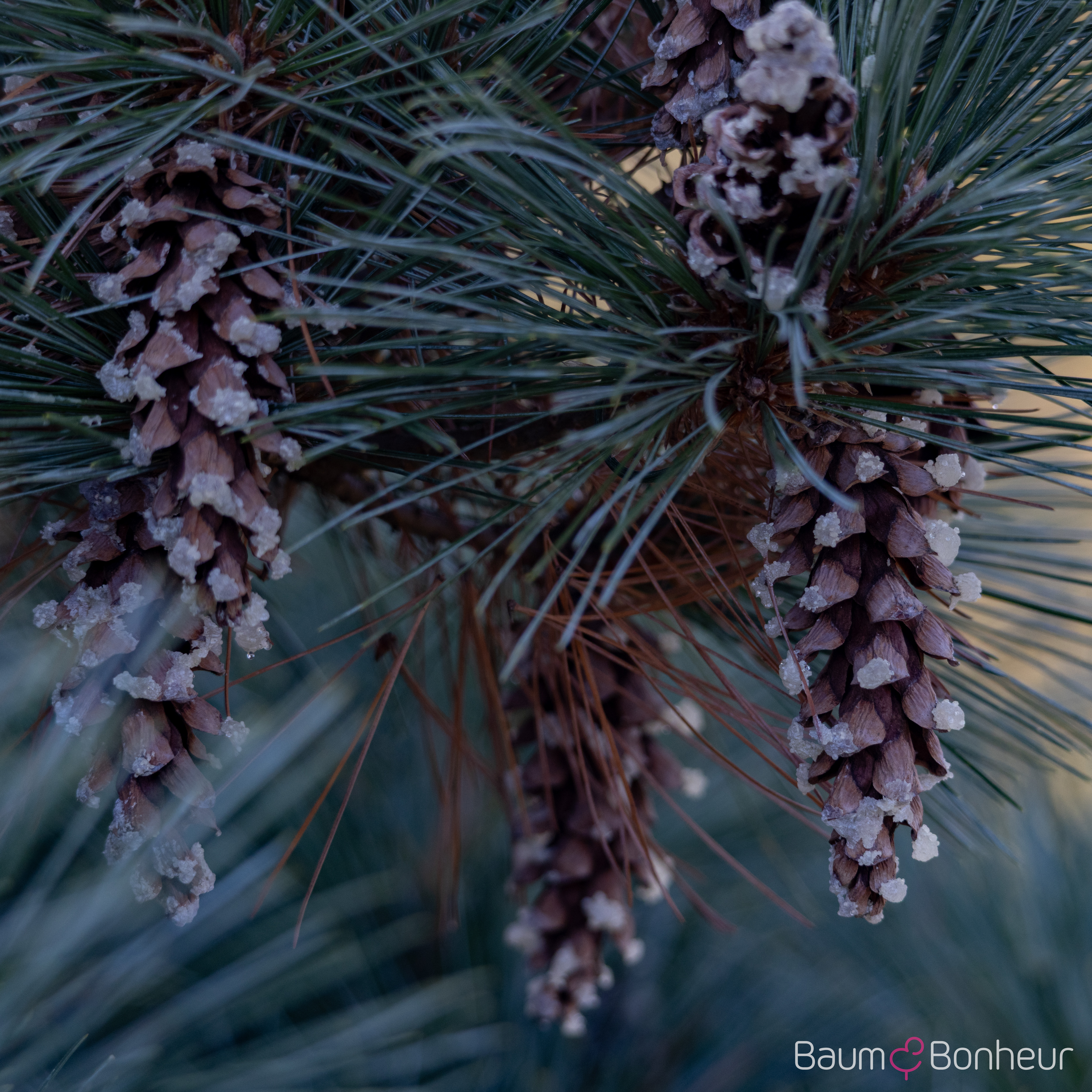 Pinus strobus 'Macopin'