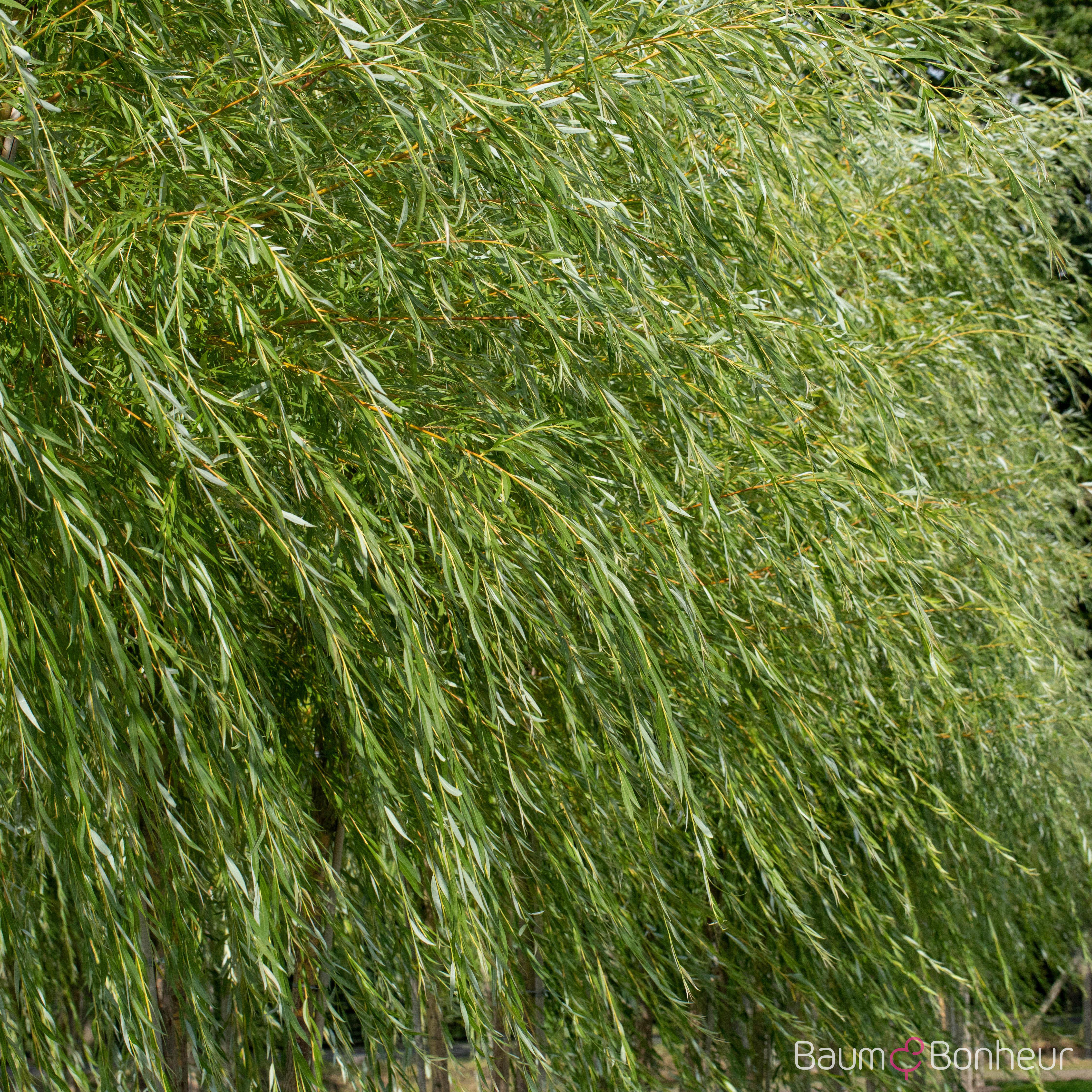Salix viminalis