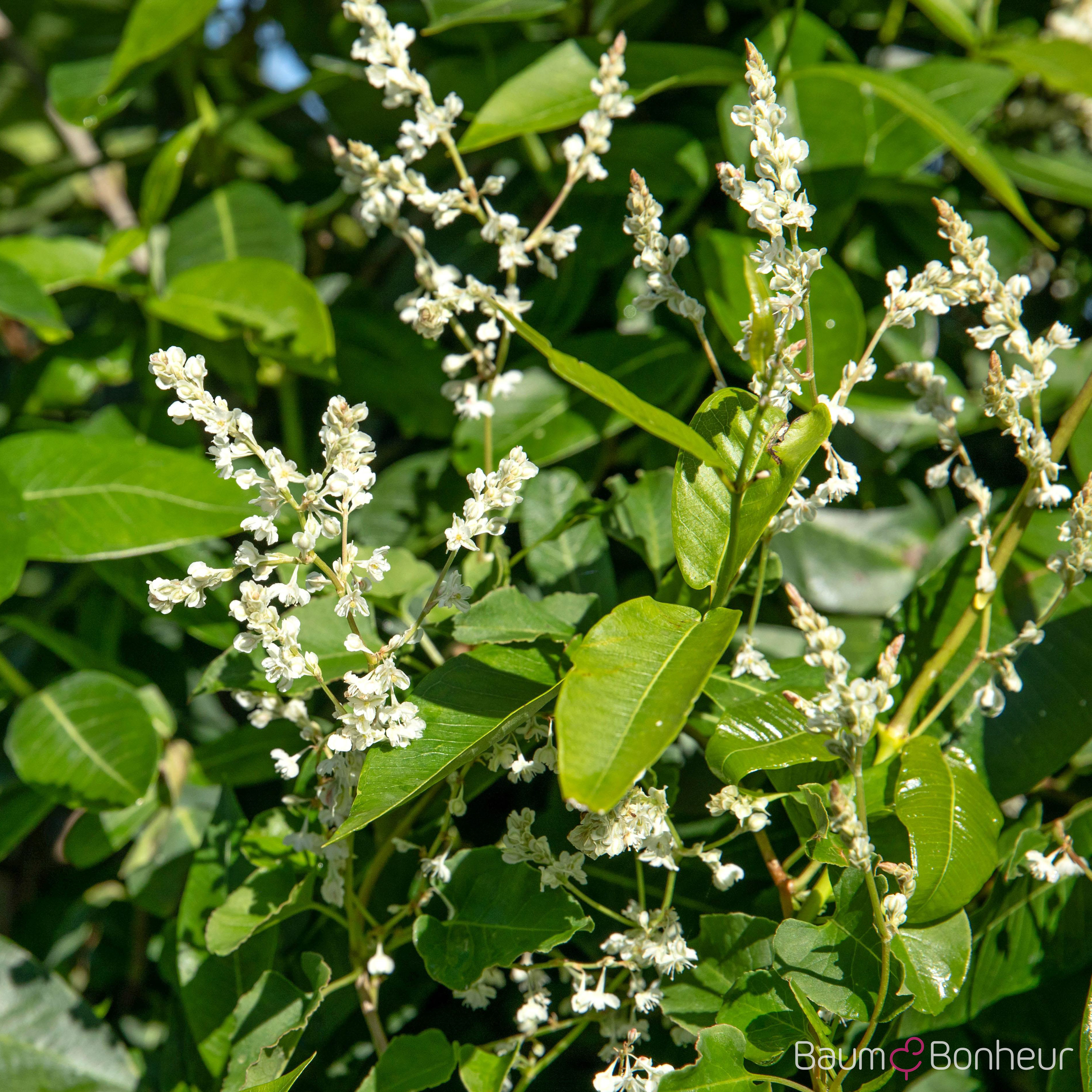 Polygonum aubertii