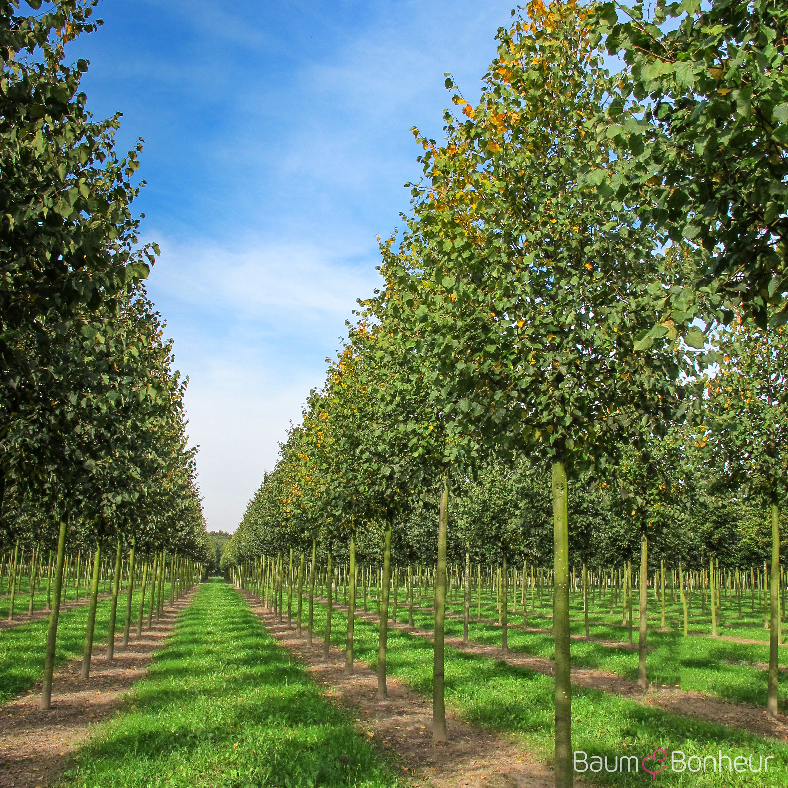 Tilia cordata 'Greenspire'