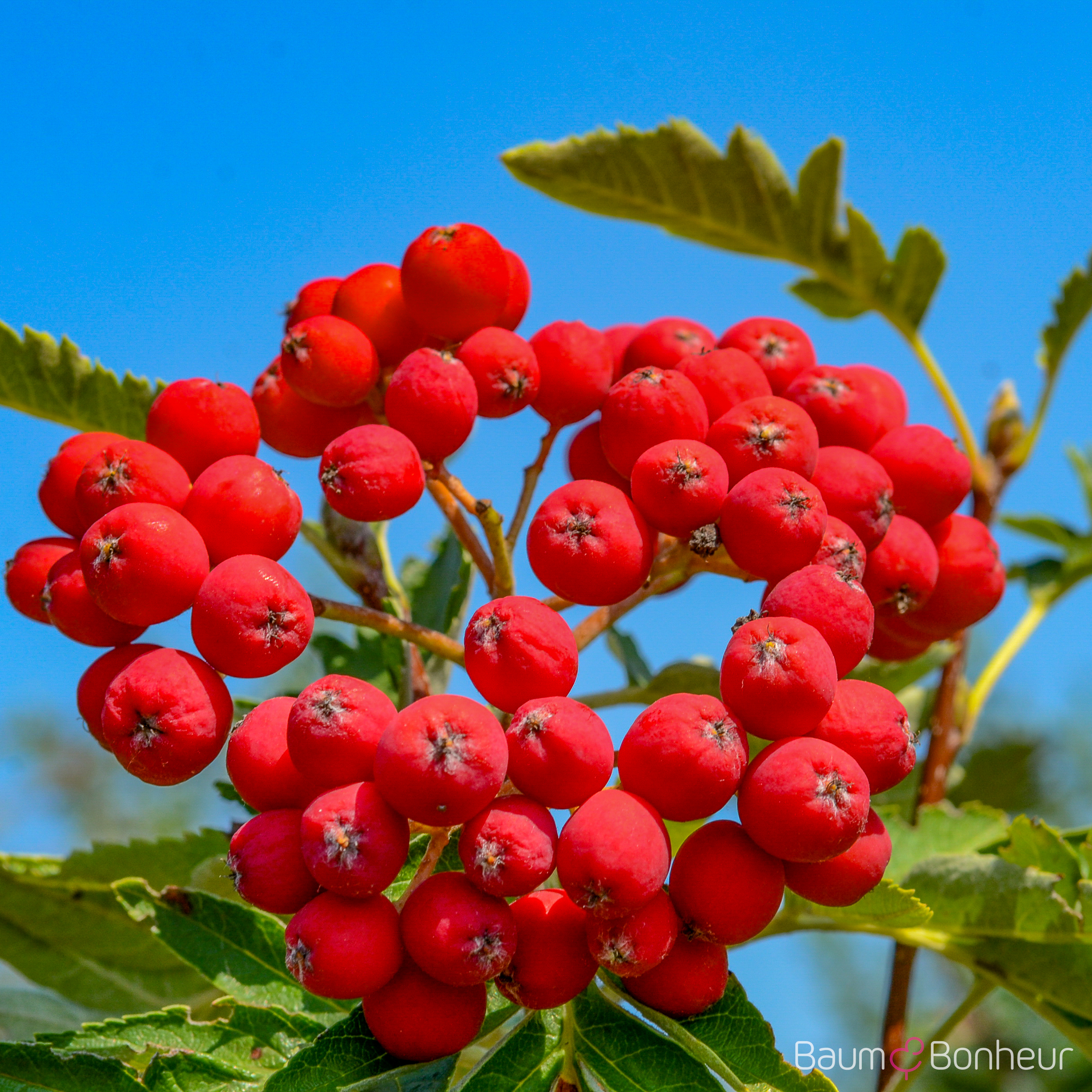 Sorbus intermedia