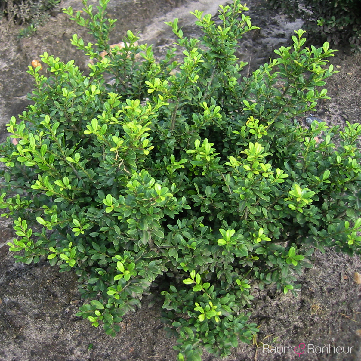 Ilex crenata 'Stokes'
