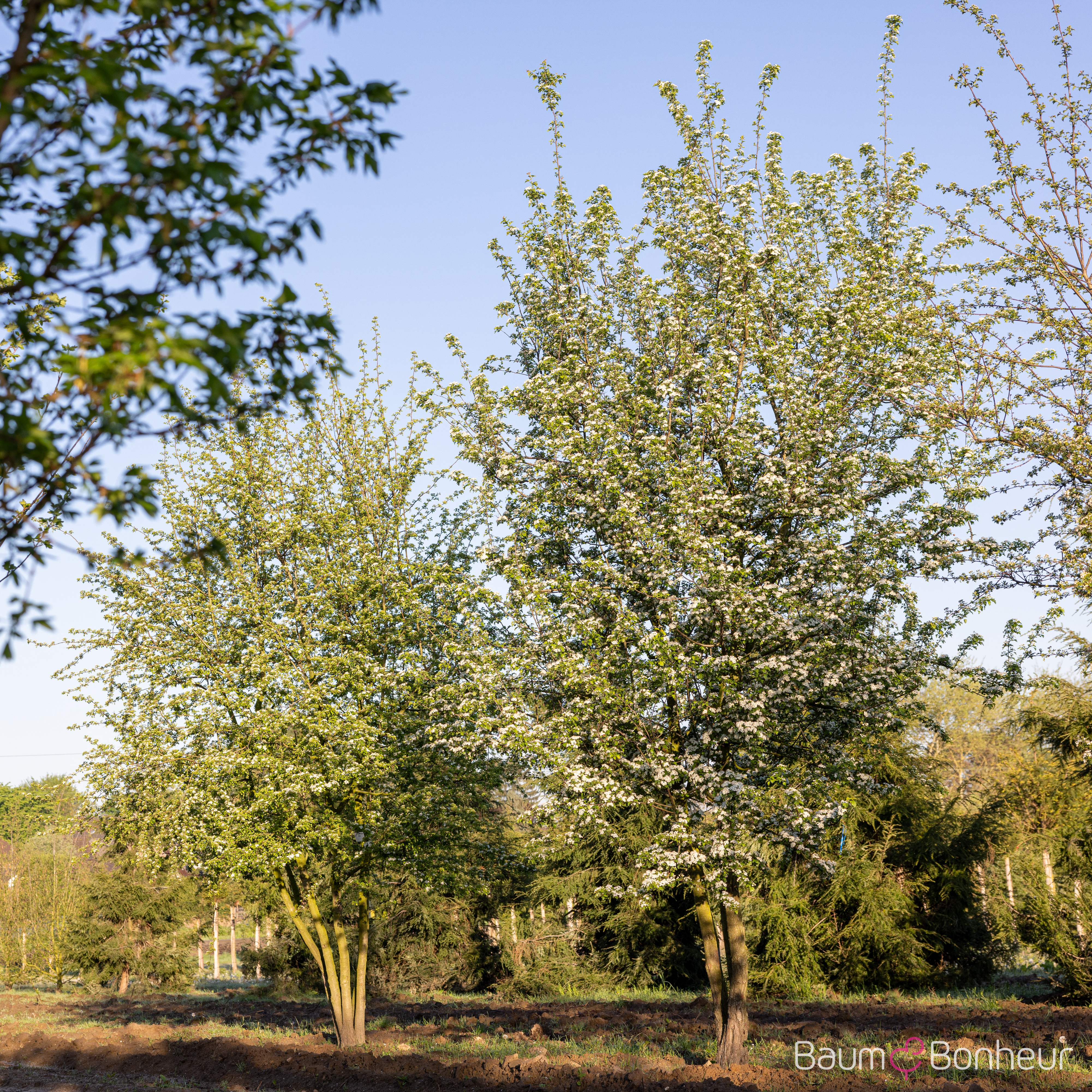 Crataegus monogyna