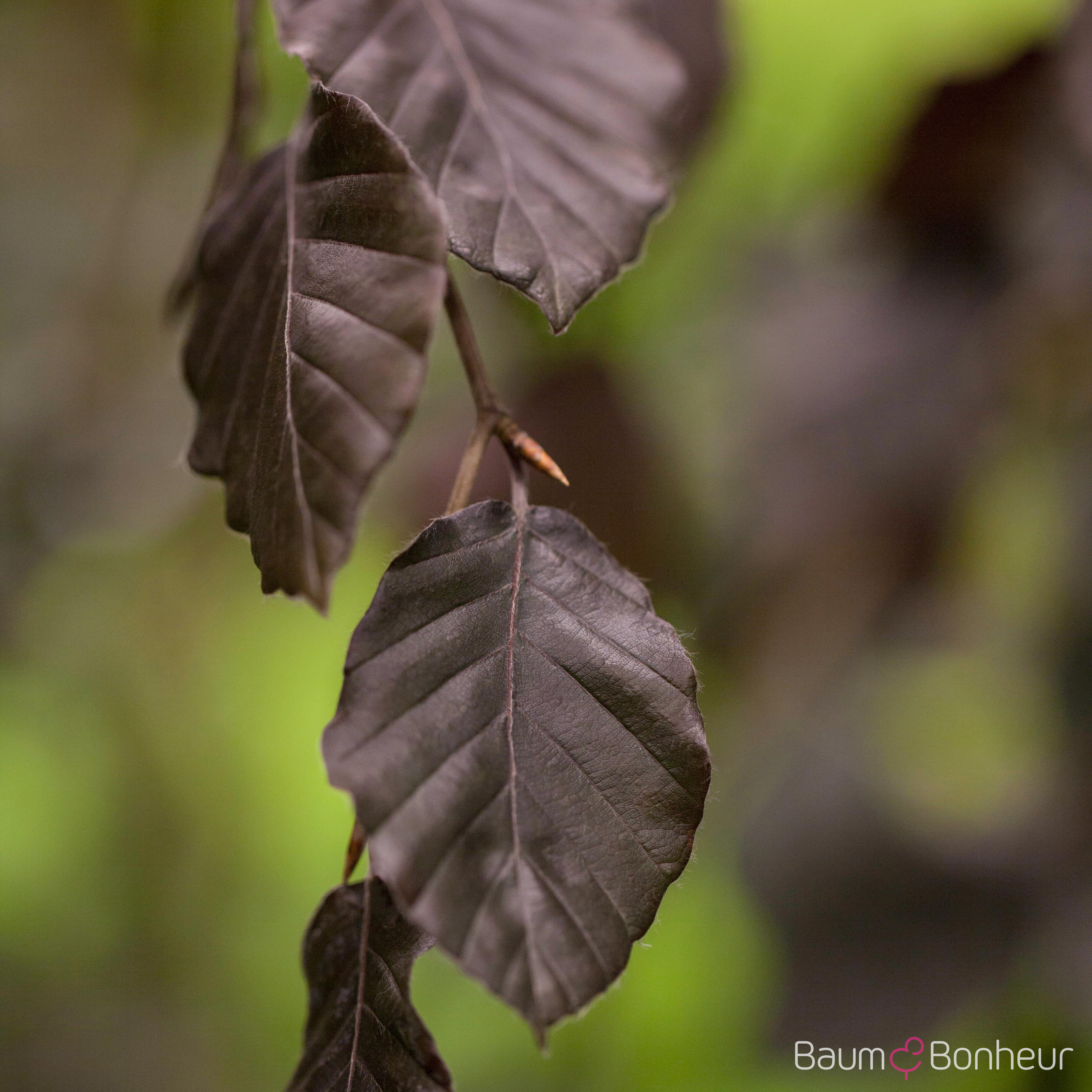 Fagus sylvatica 'Purple Fountain'