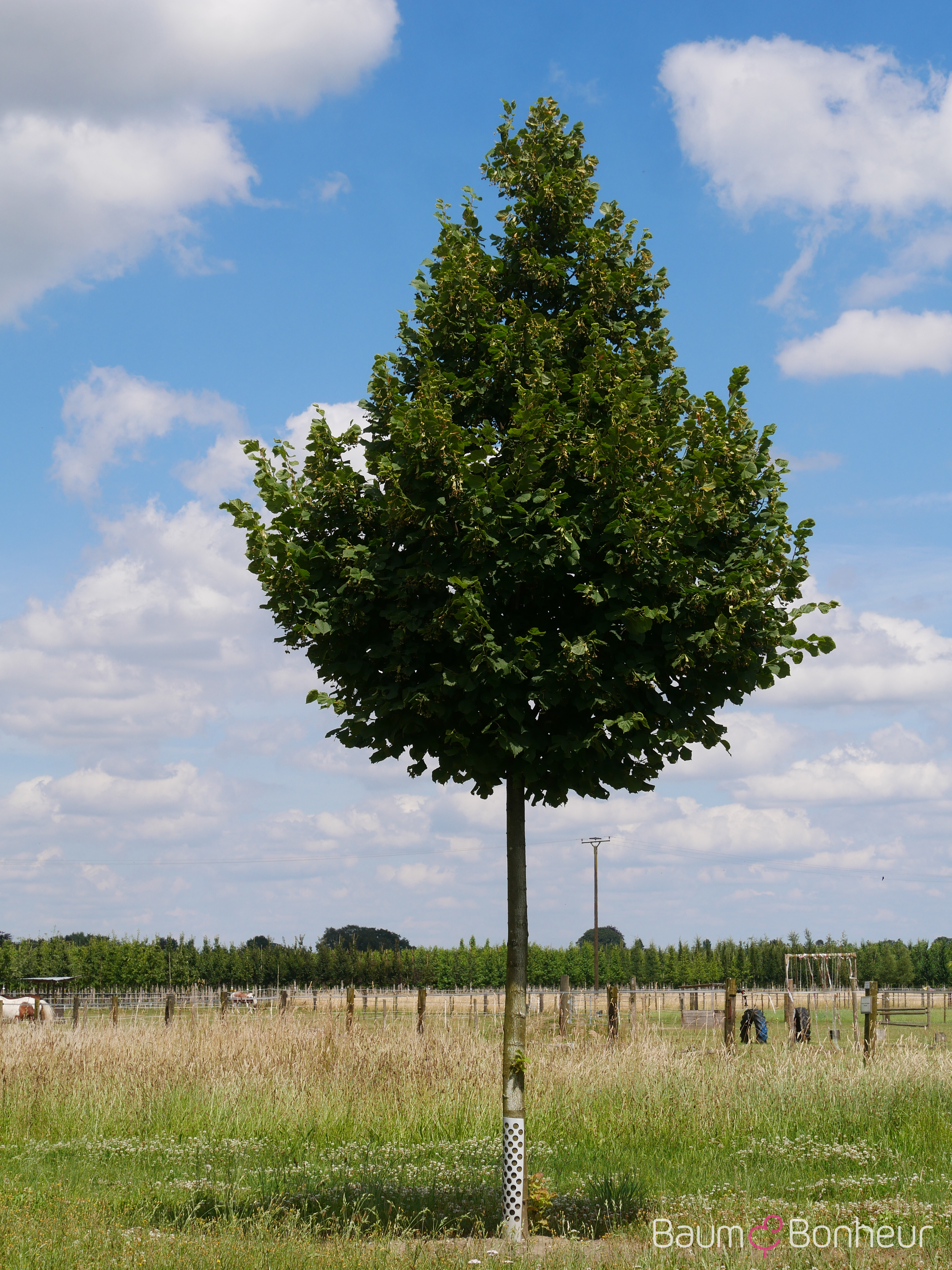 Tilia platyphyllos 'Rubra'