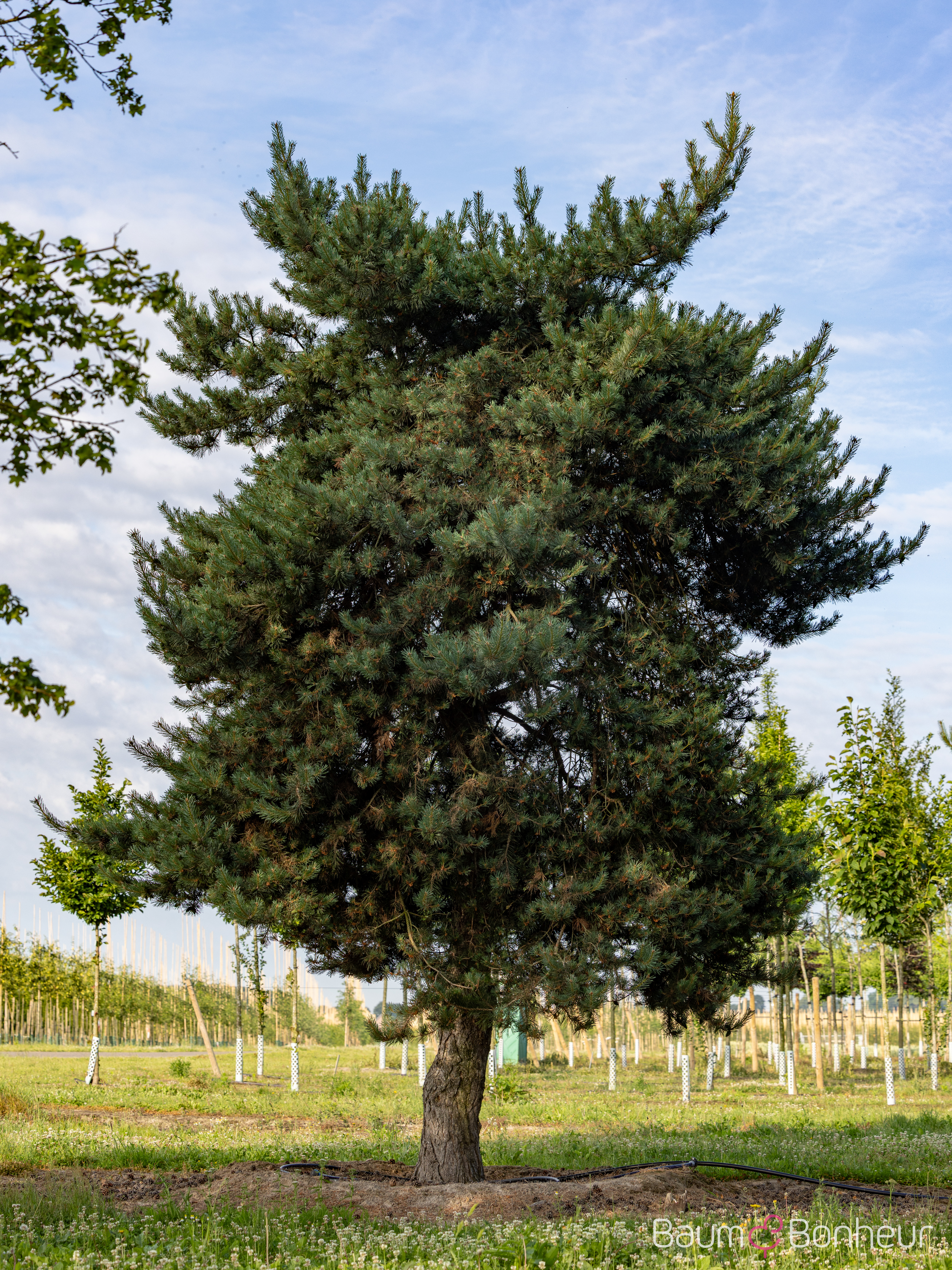 Pinus sylvestris 'Norske Typ'