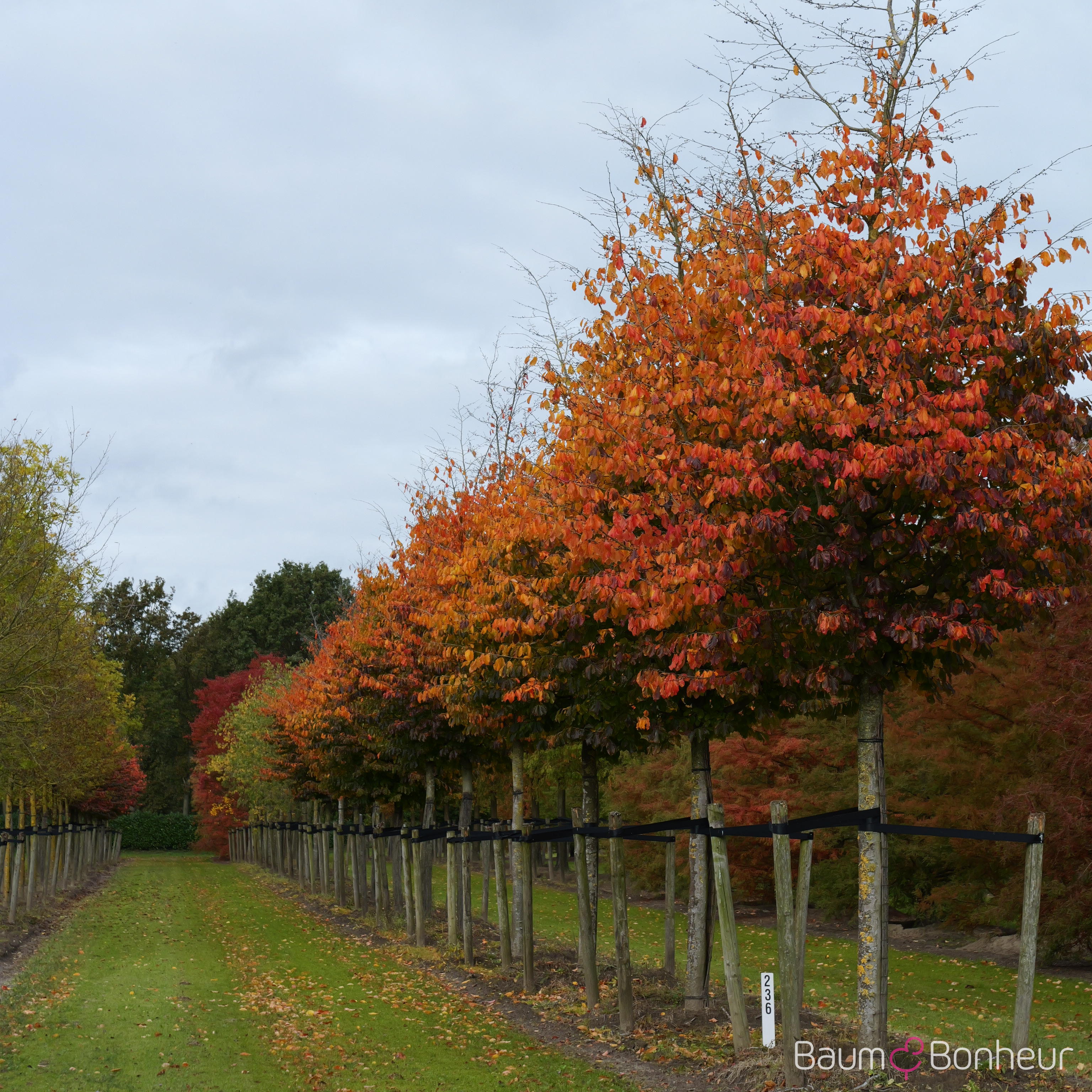 Parrotia persica