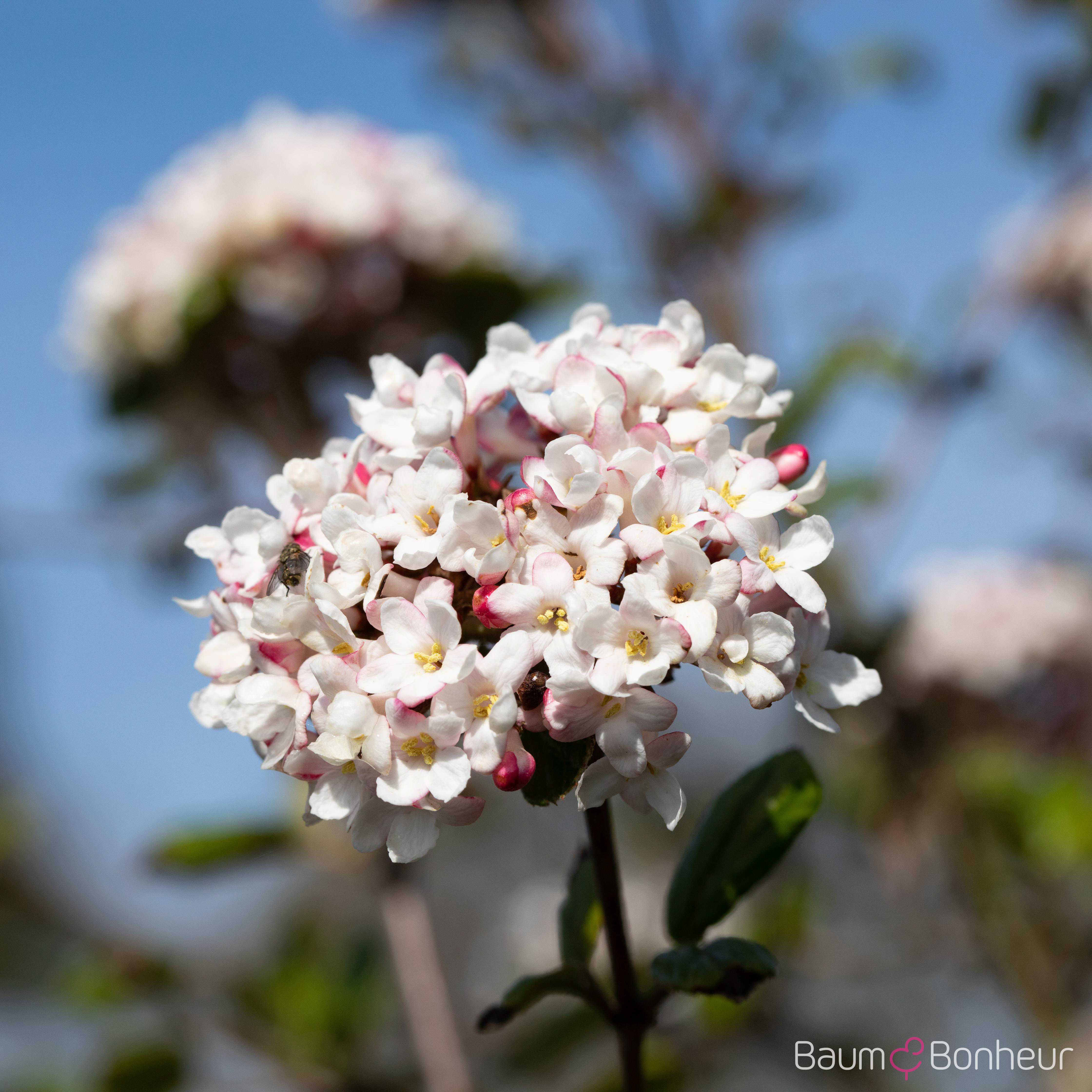 Viburnum carlcephalum