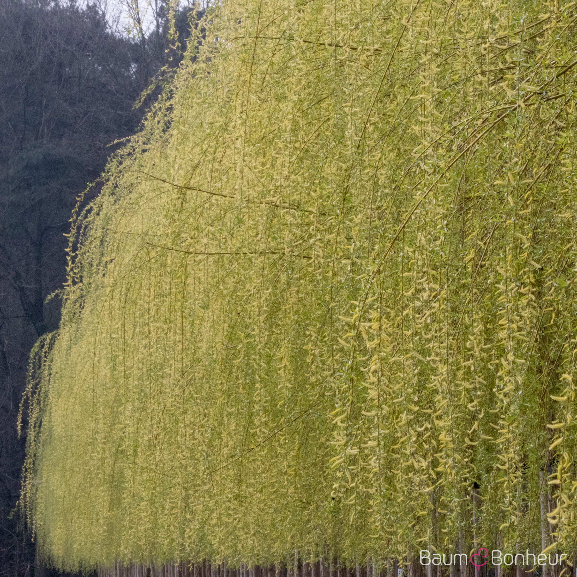 Salix alba 'Tristis'