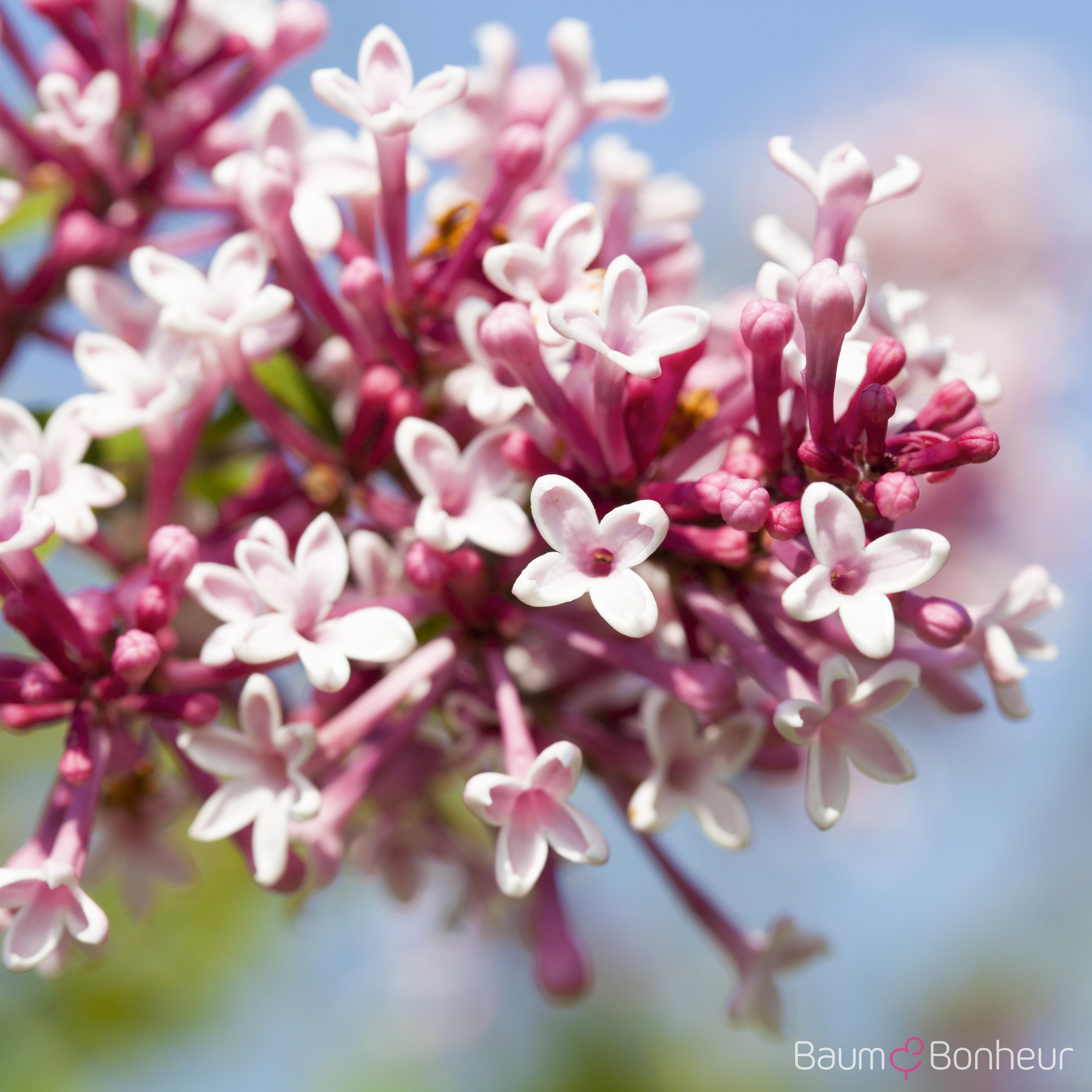 Syringa microphylla 'Superba'