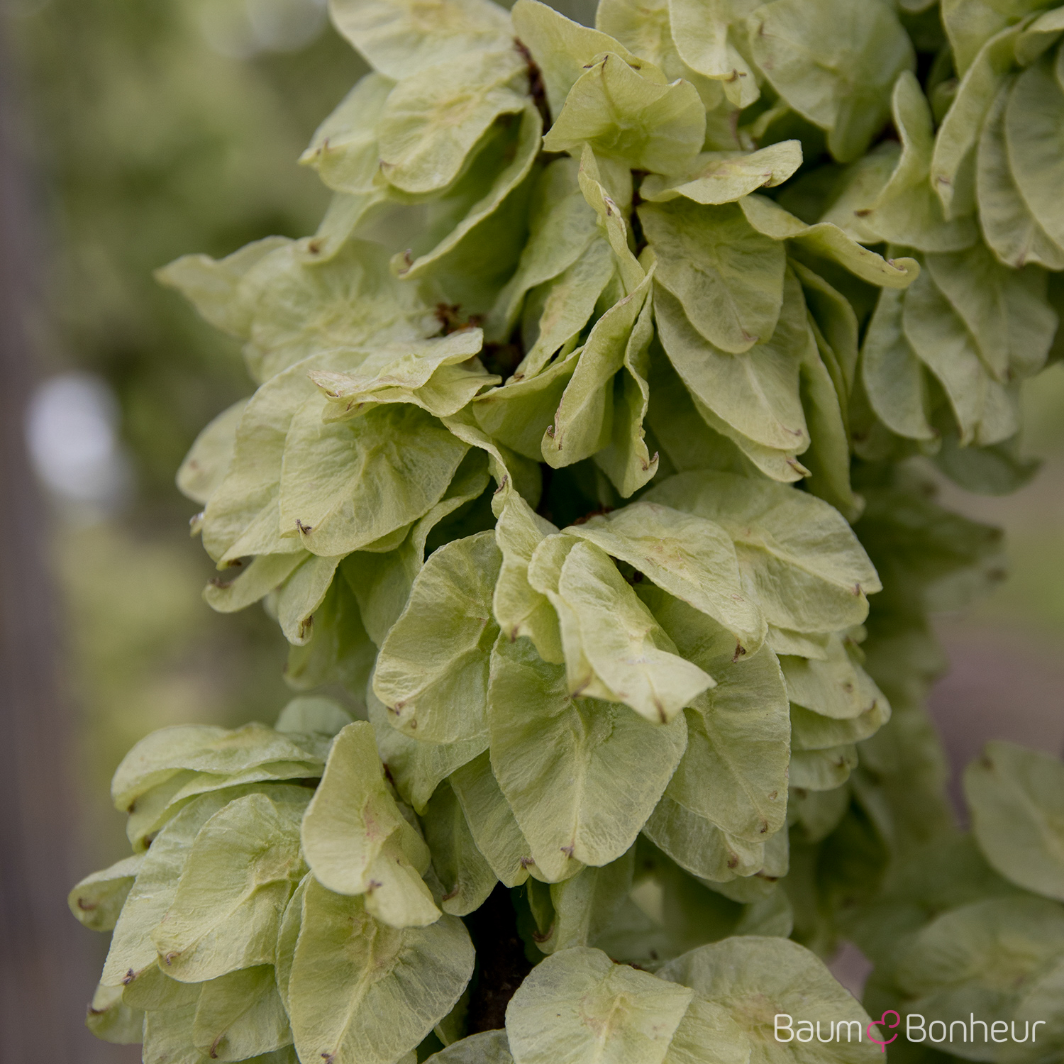 Ulmus glabra