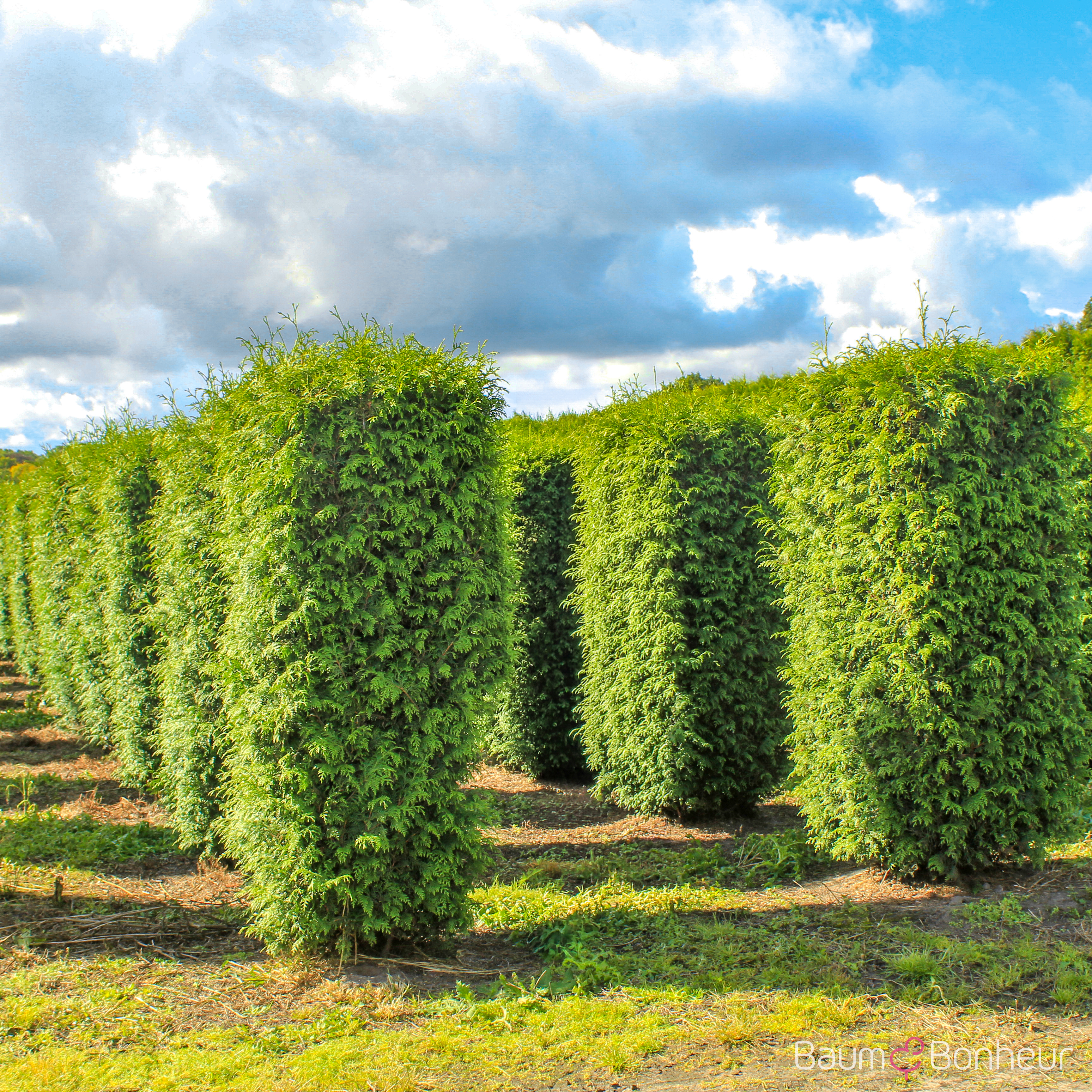 Thuja occidentalis 'Brabant'