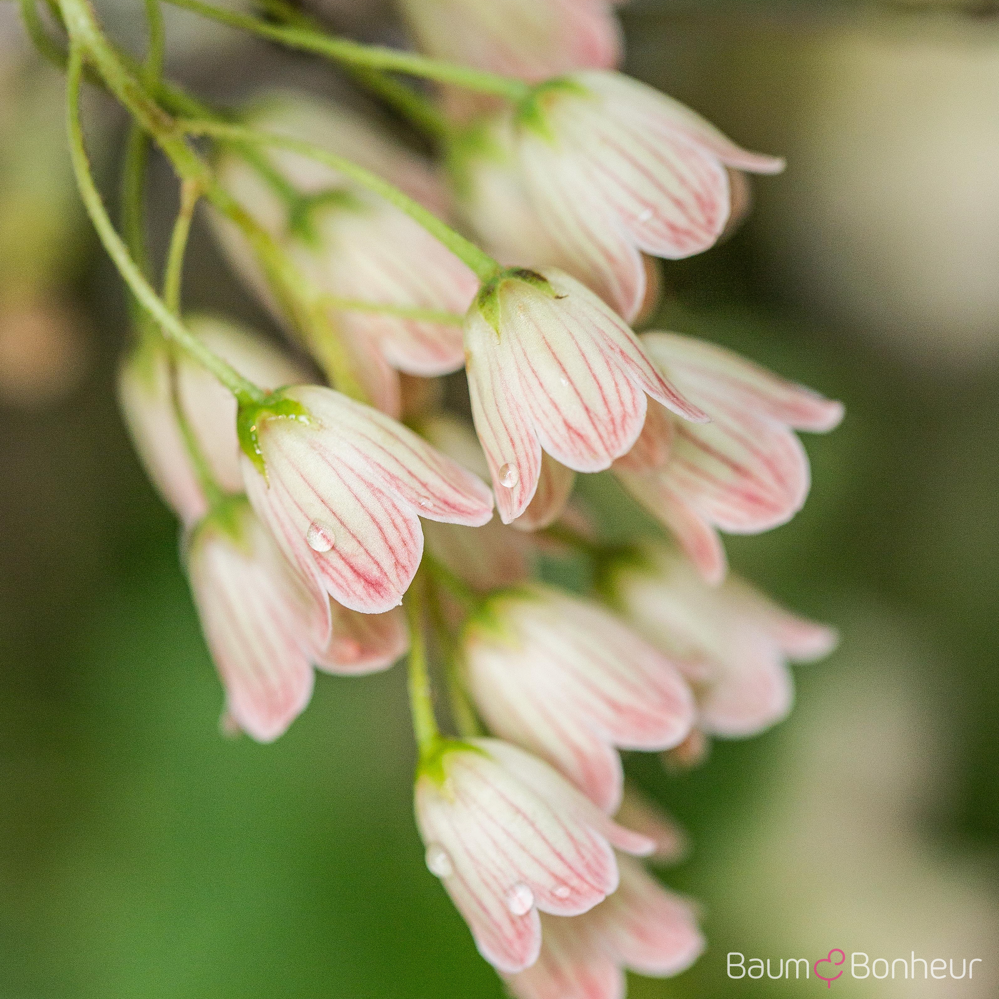 Enkianthus campanulatus