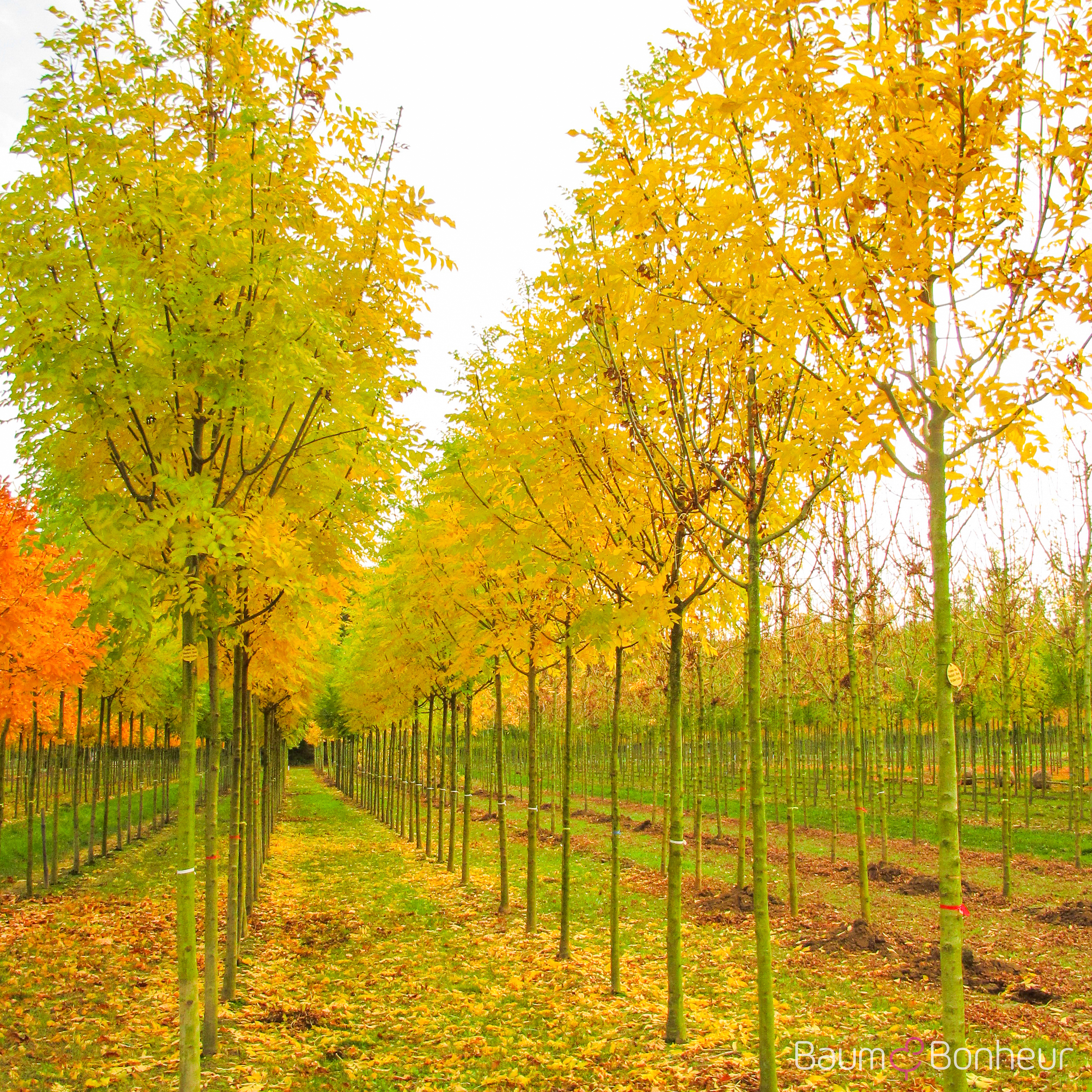 Fraxinus excelsior 'Westhof's Glorie'