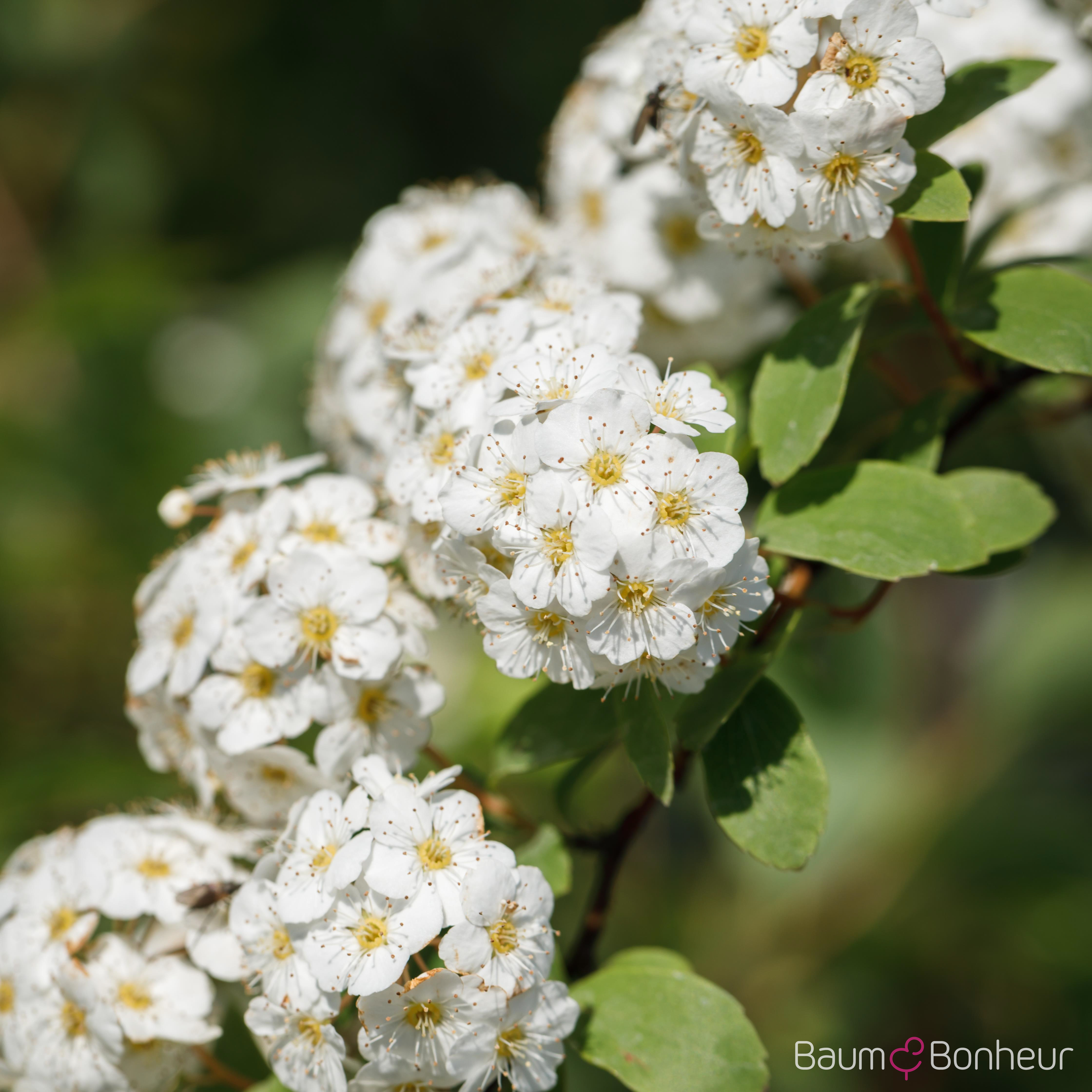 Spiraea x vanhouttei