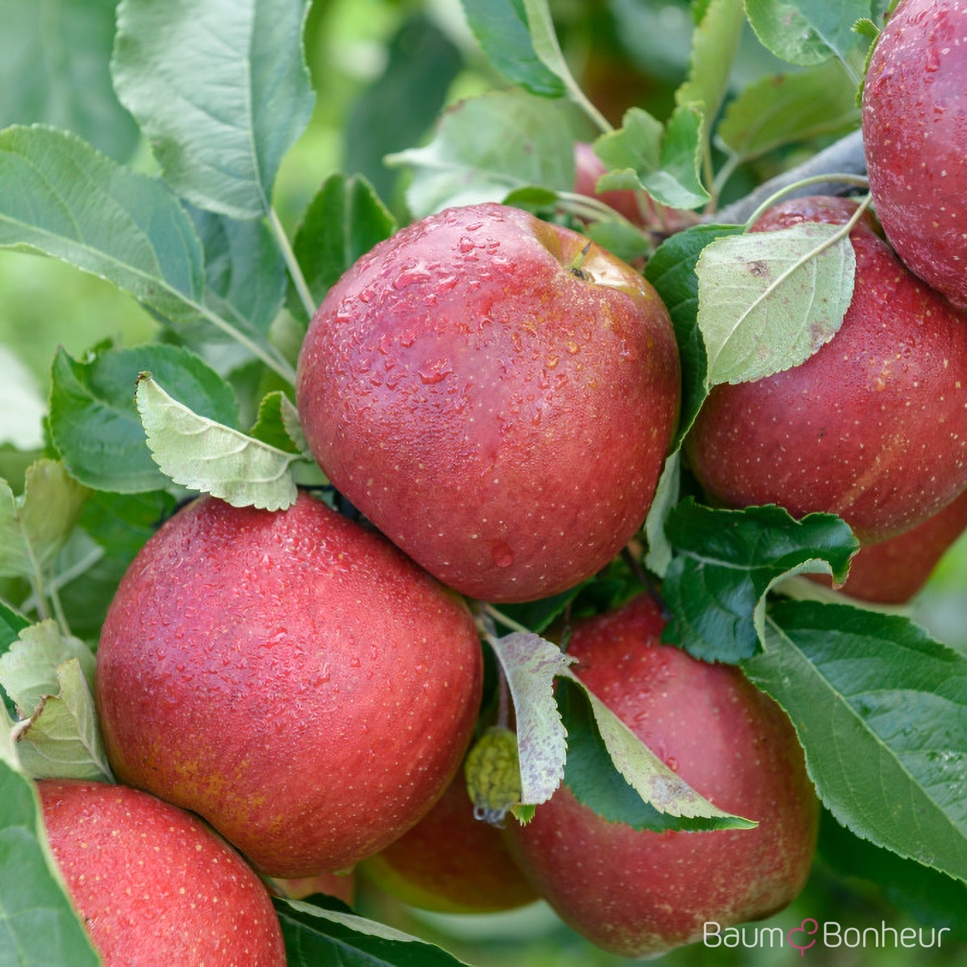 Malus 'Wellant'