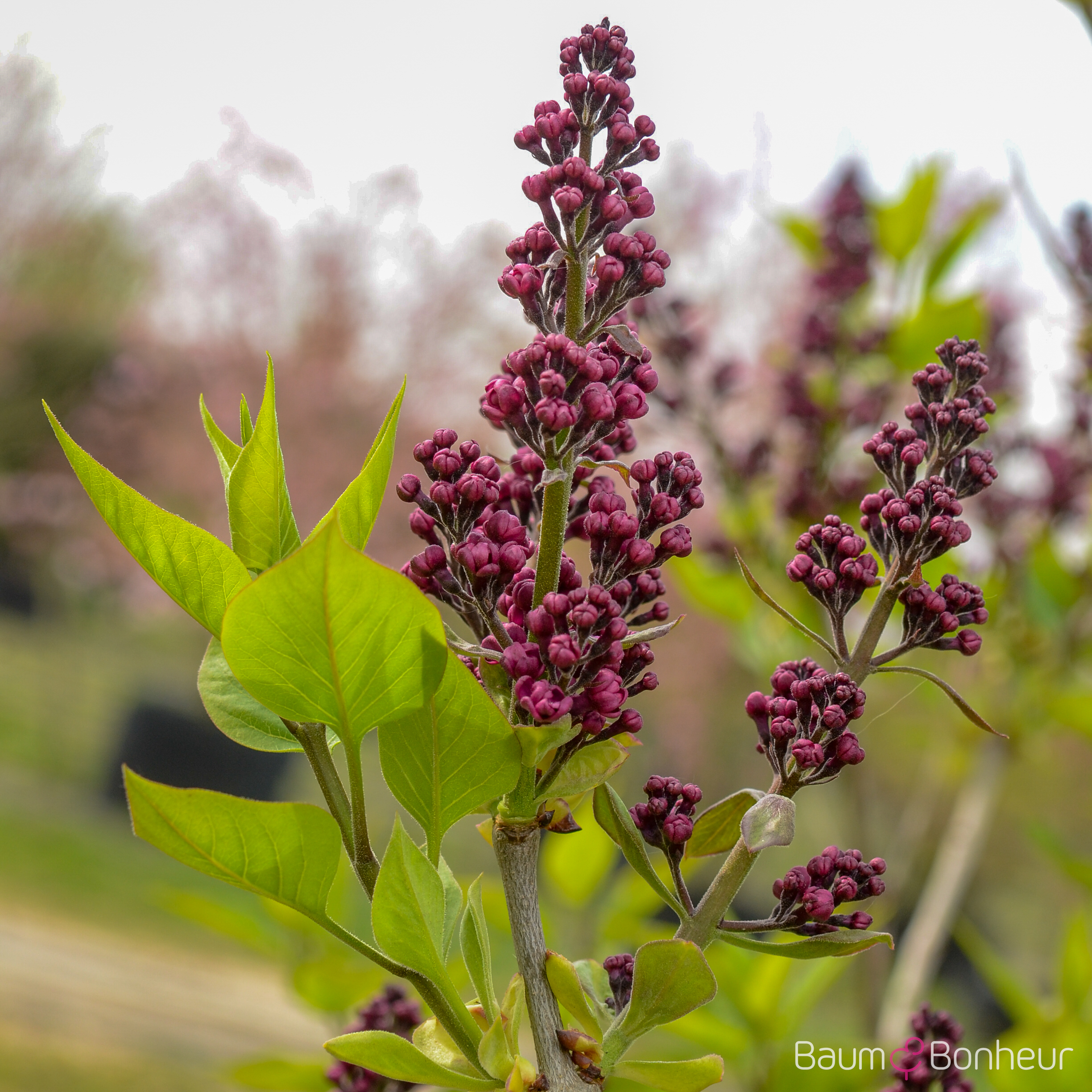 Syringa vulgaris 'Charles Joly'
