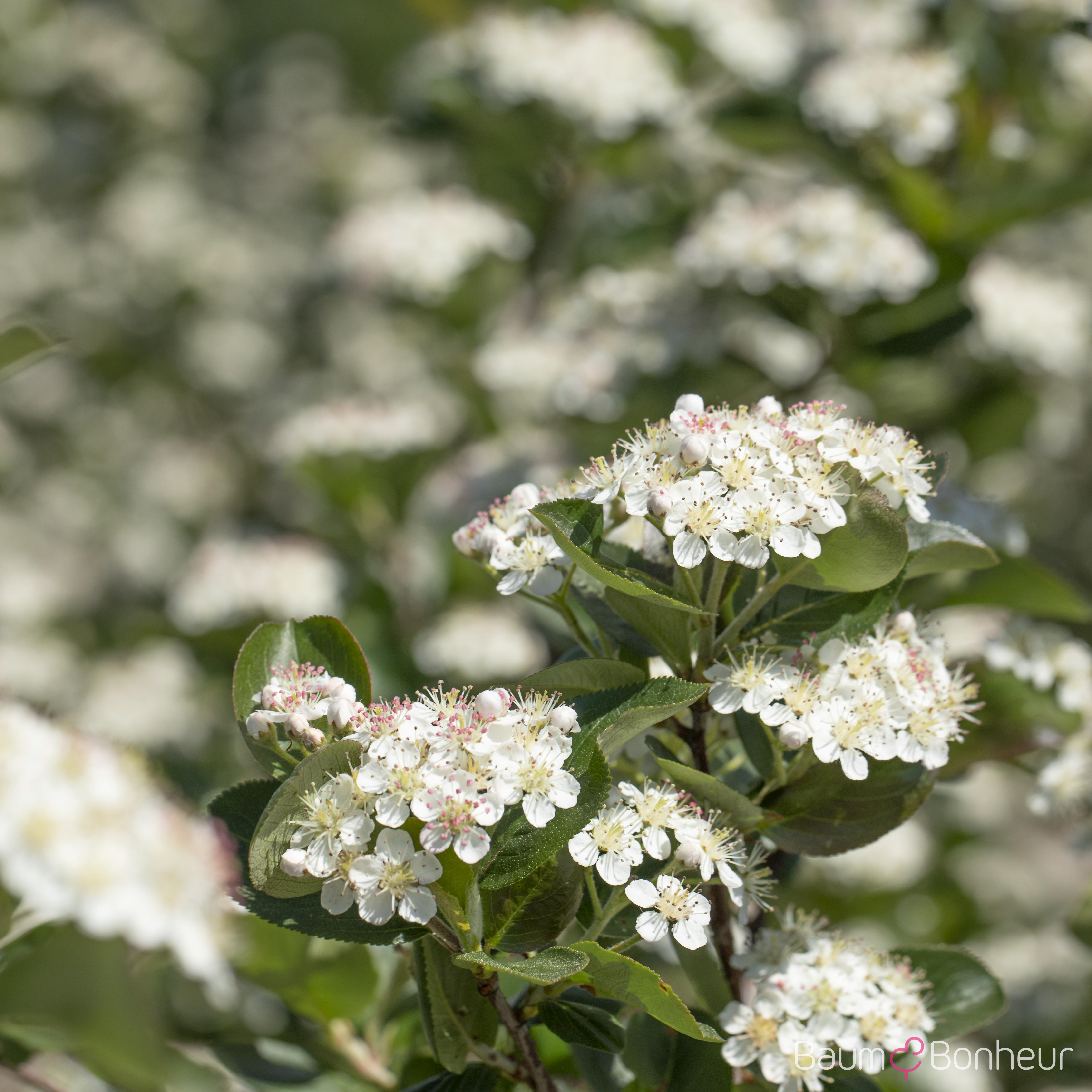 Aronia prunifolia 'Viking'