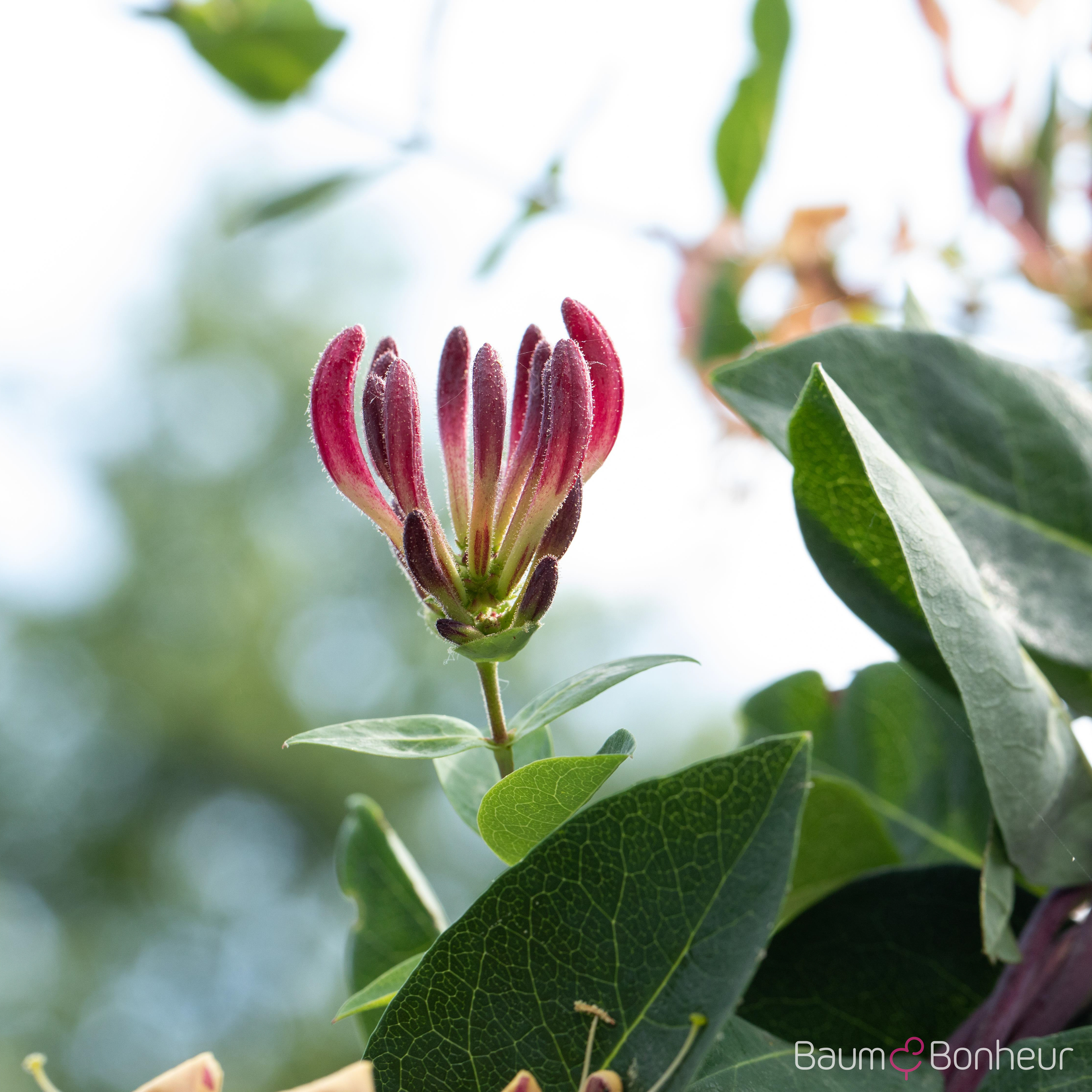 Lonicera x heckrottii