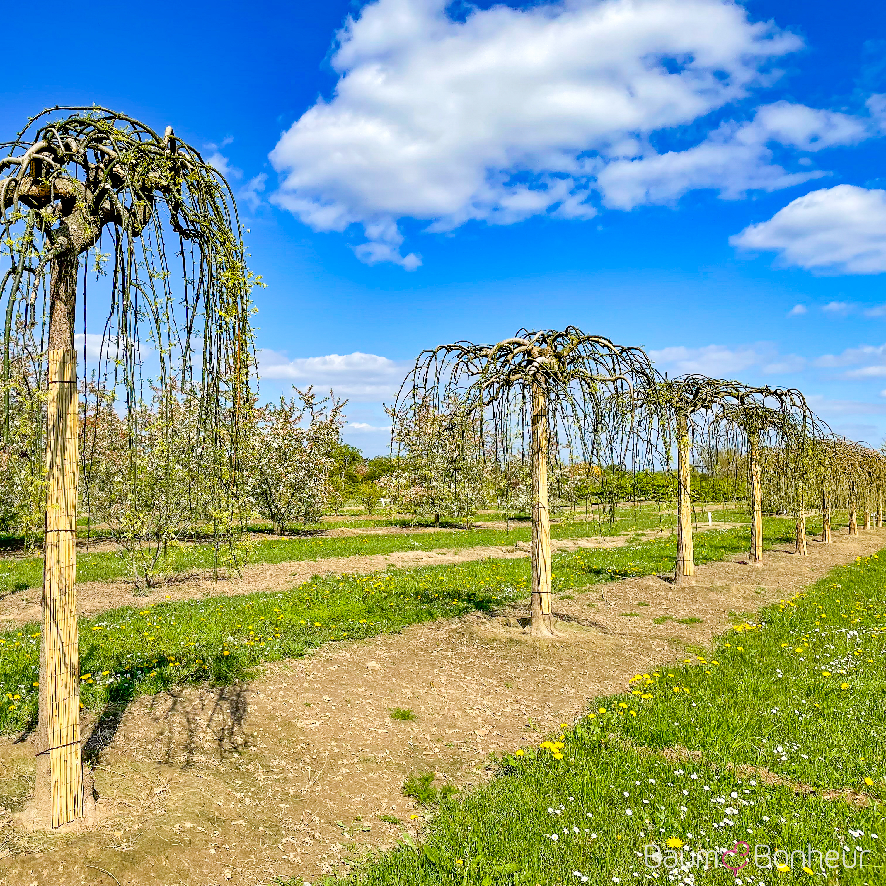 Sophora japonica 'Pendula'