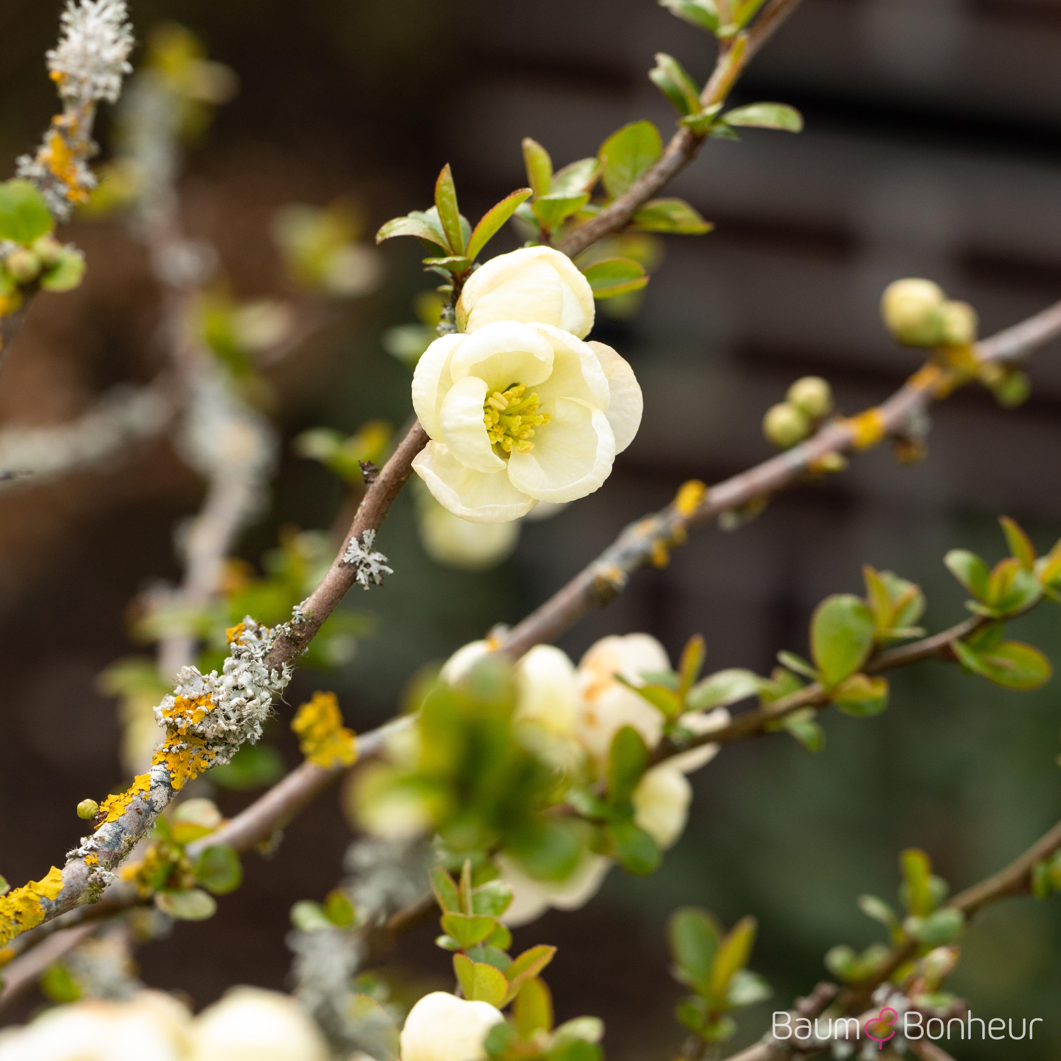 Chaenomeles 'Nivalis'