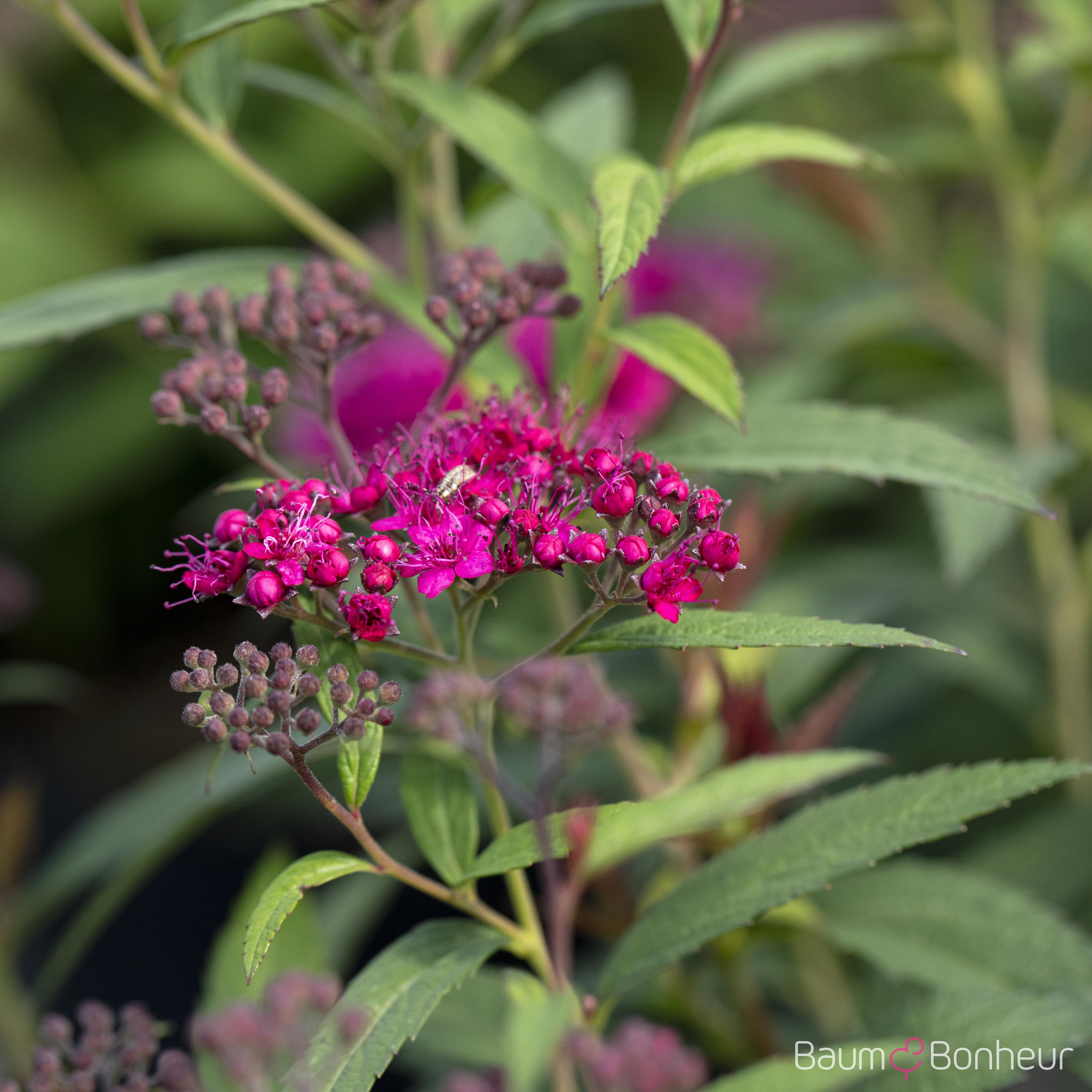 Spiraea japonica 'Anthony Waterer'