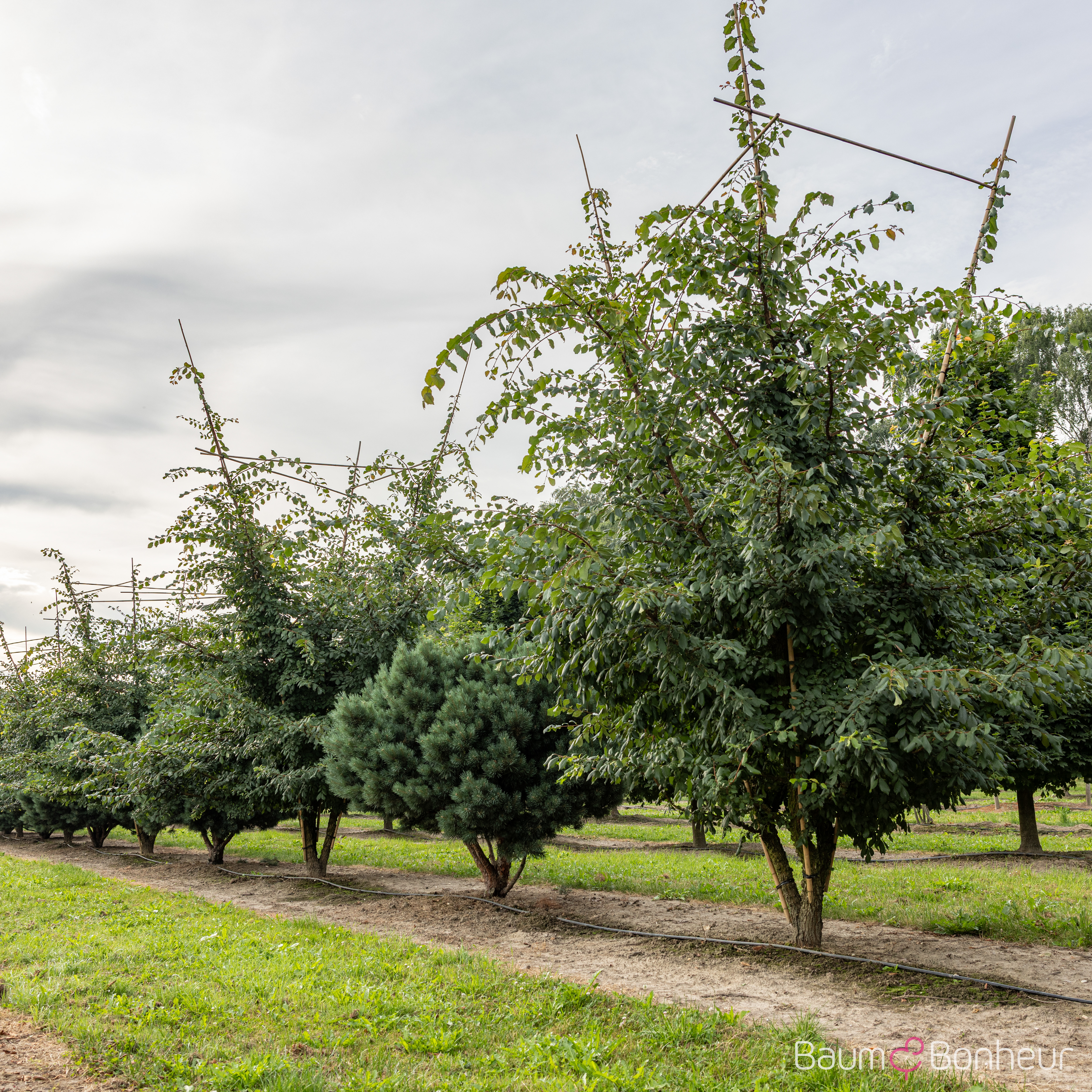 Ulmus minor 'Supercork'