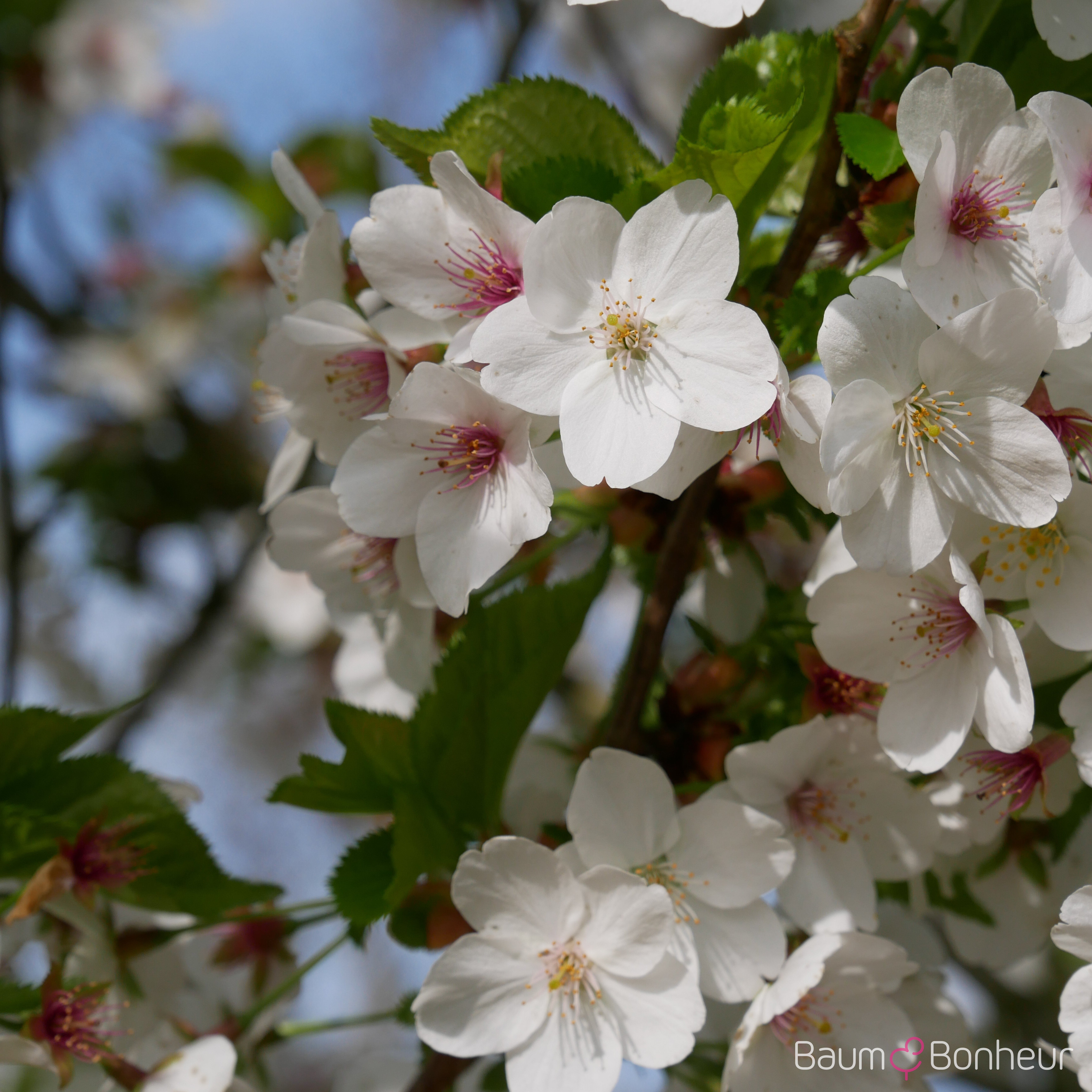 Prunus 'Umineko'