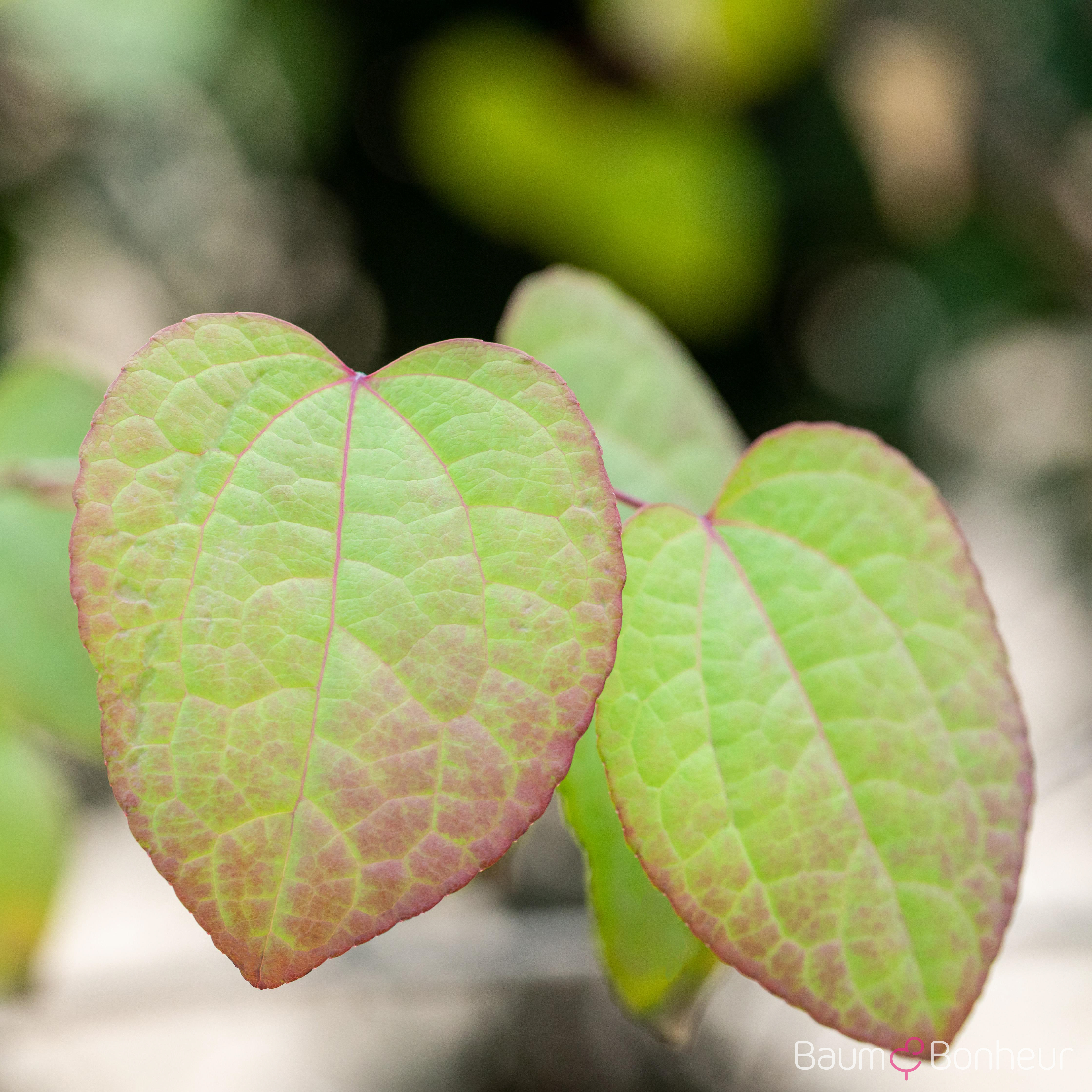 Cercidiphyllum japonicum