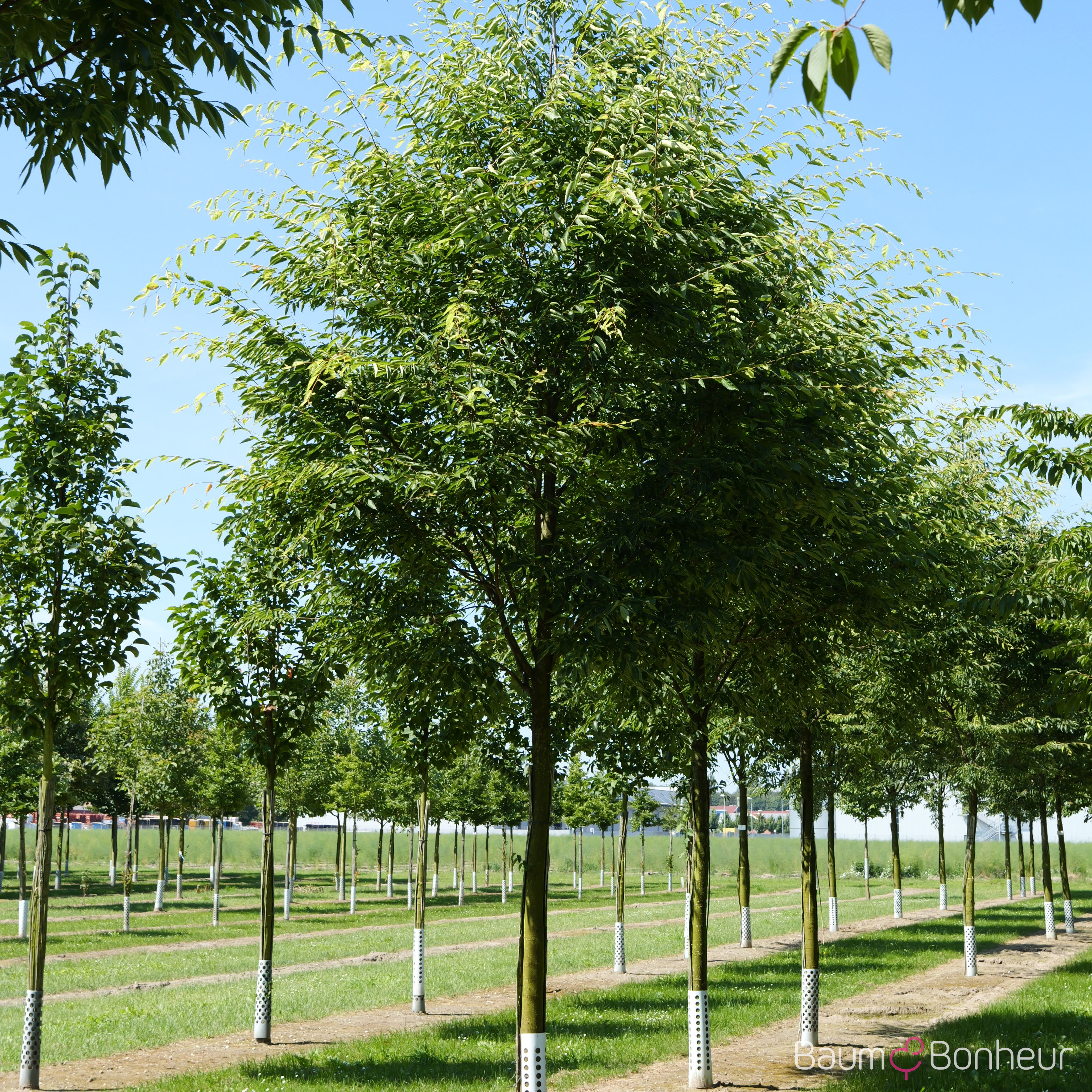 Zelkova serrata