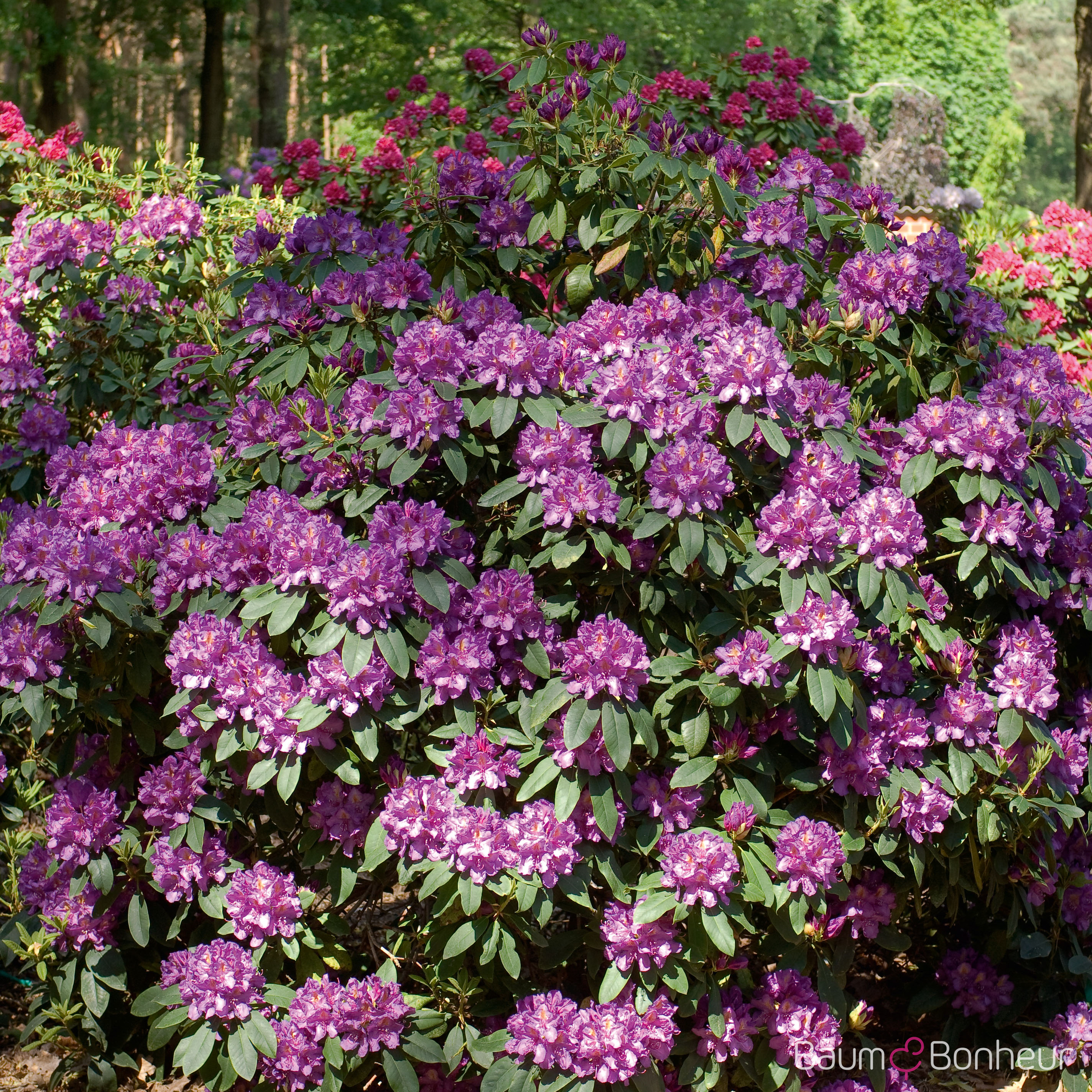 Rhododendron 'Lee‘s Dark Purple'