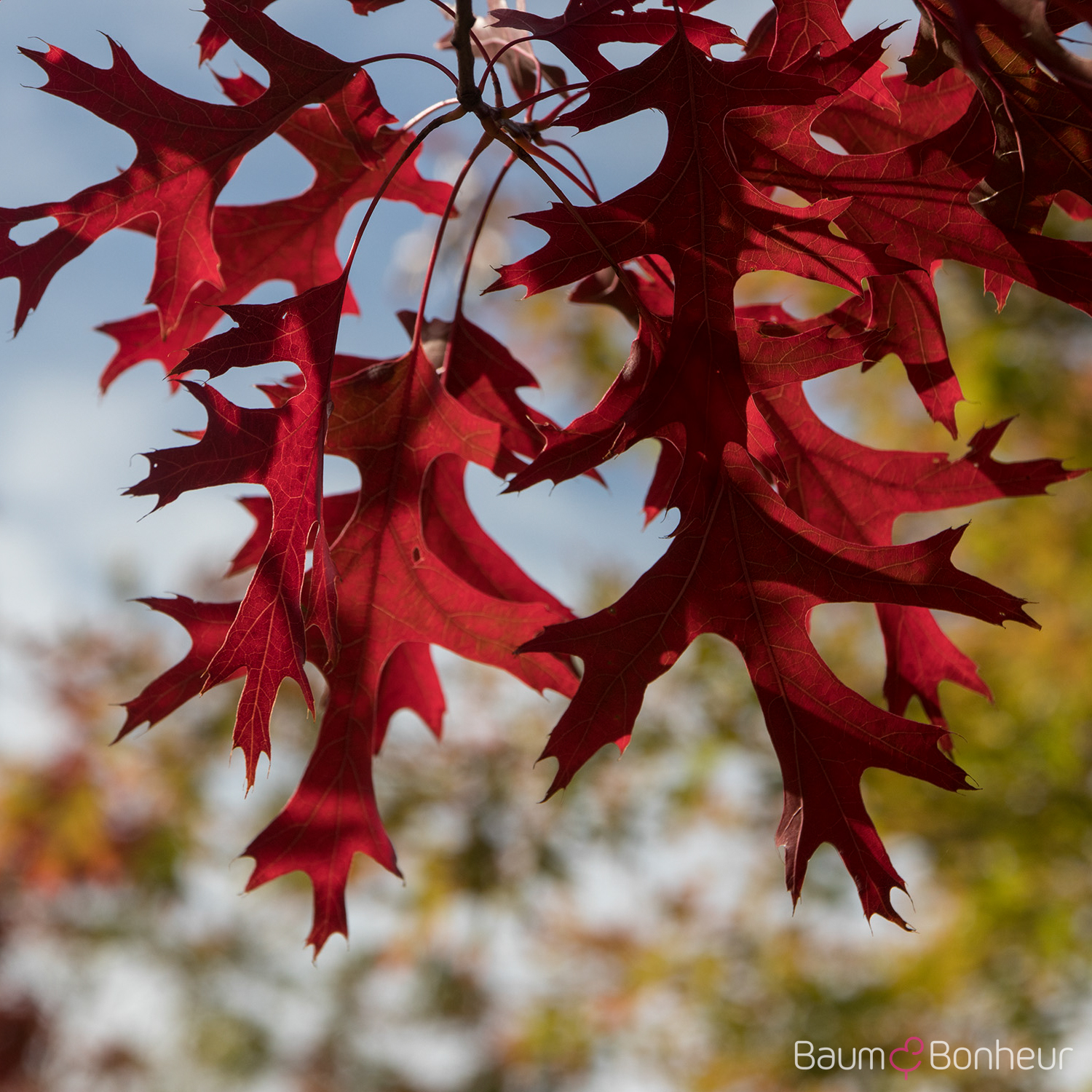Quercus coccinea