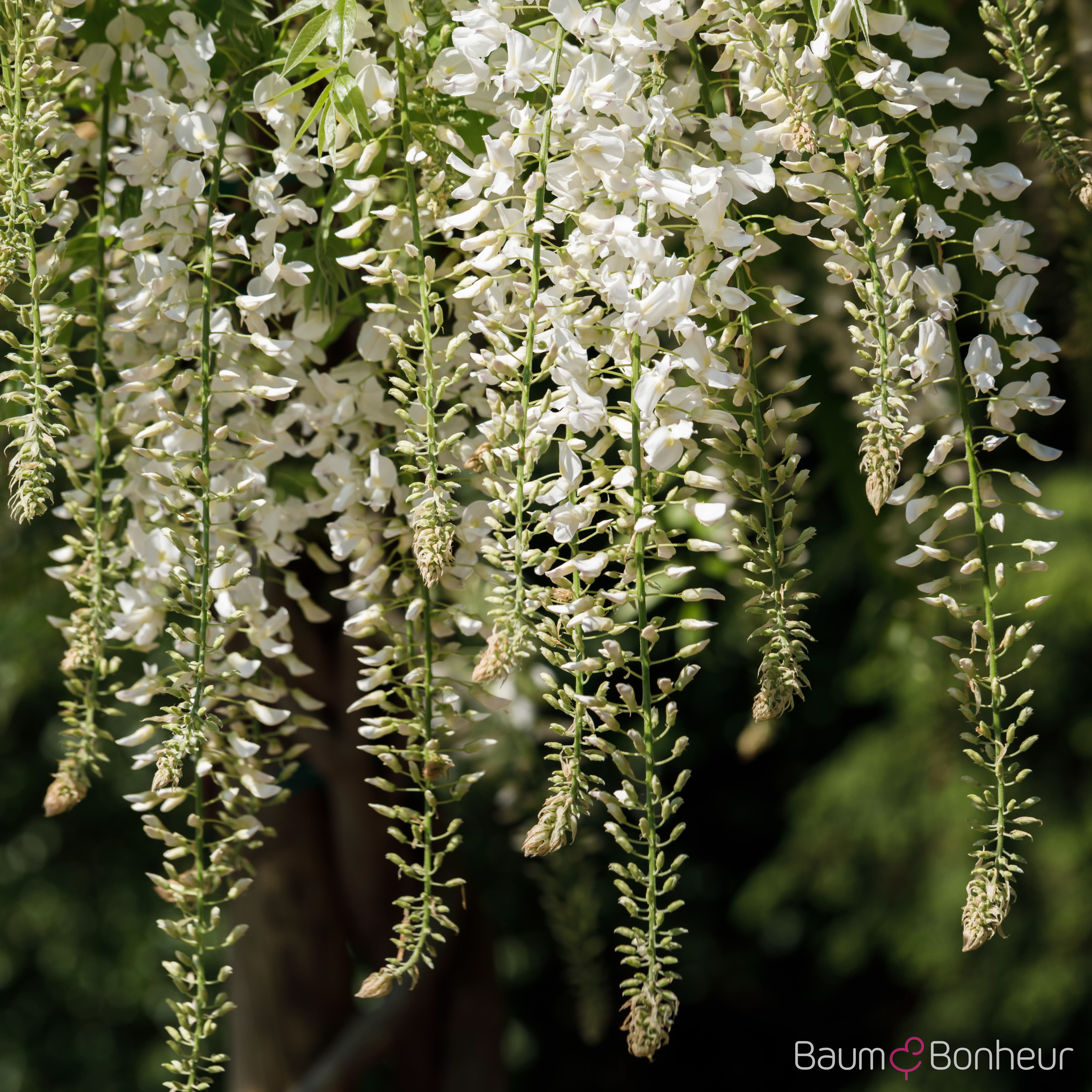 Wisteria sinensis 'Alba'