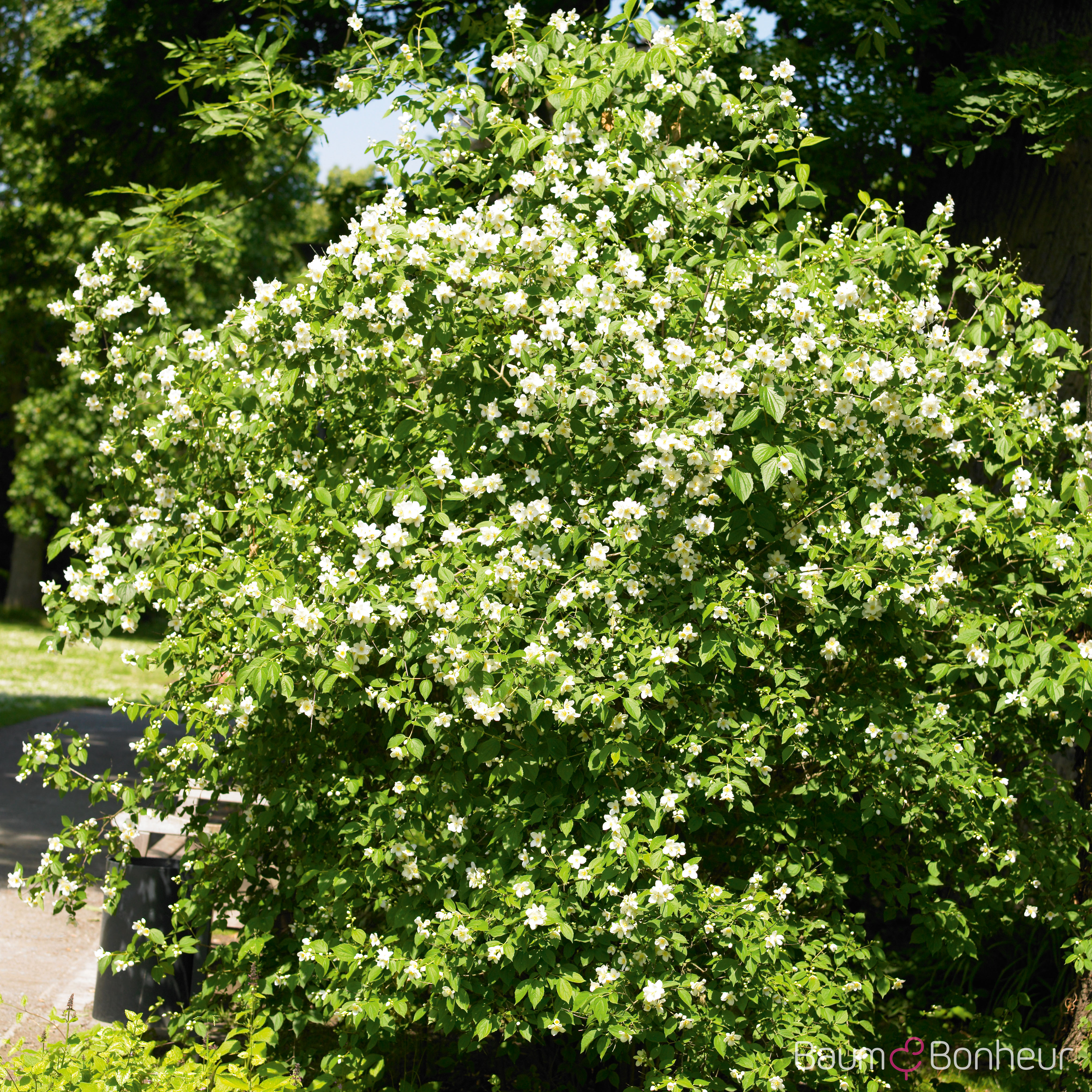Philadelphus coronarius