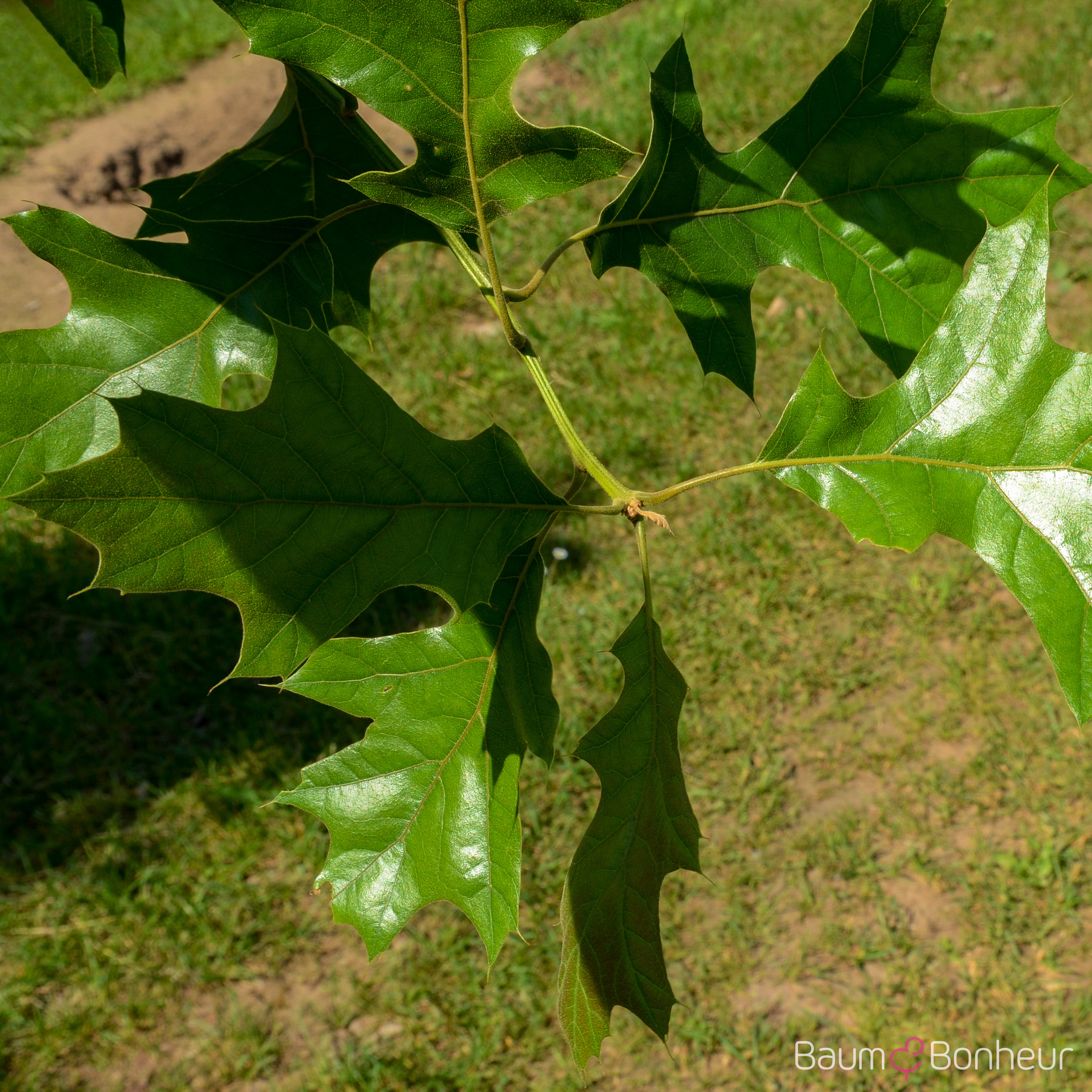 Quercus velutina