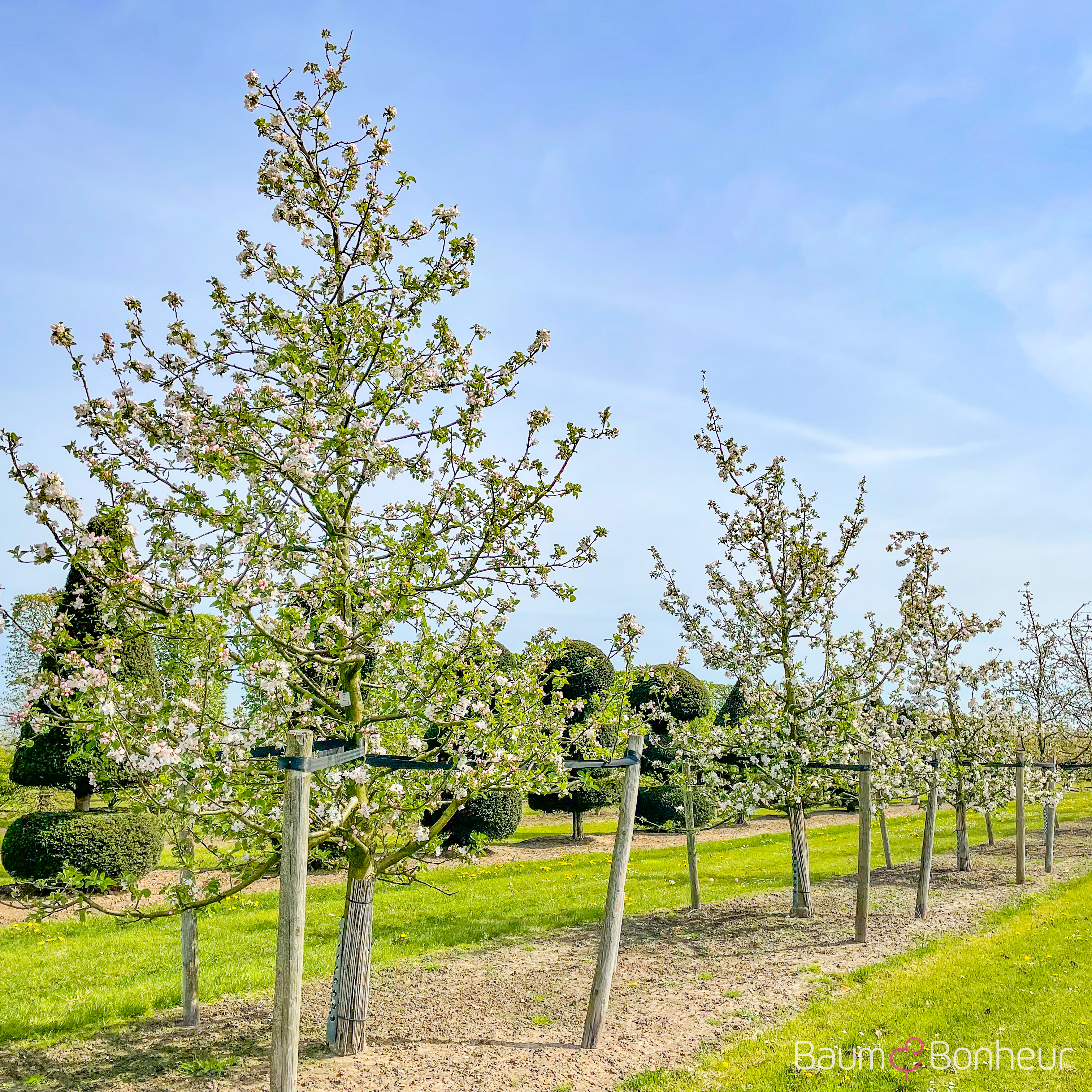 Malus 'Roter Boskoop'