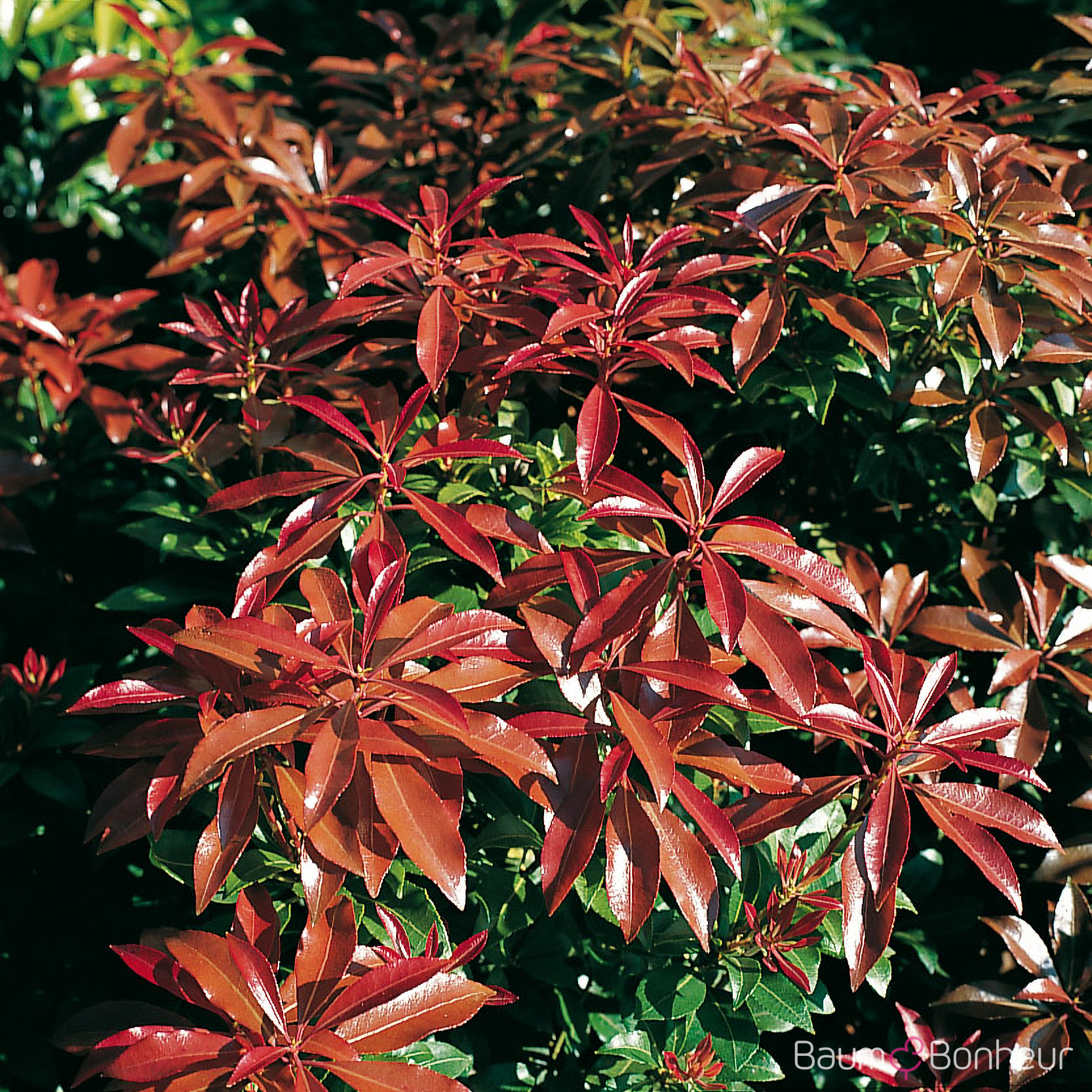 Pieris japonica 'Mountain Fire'