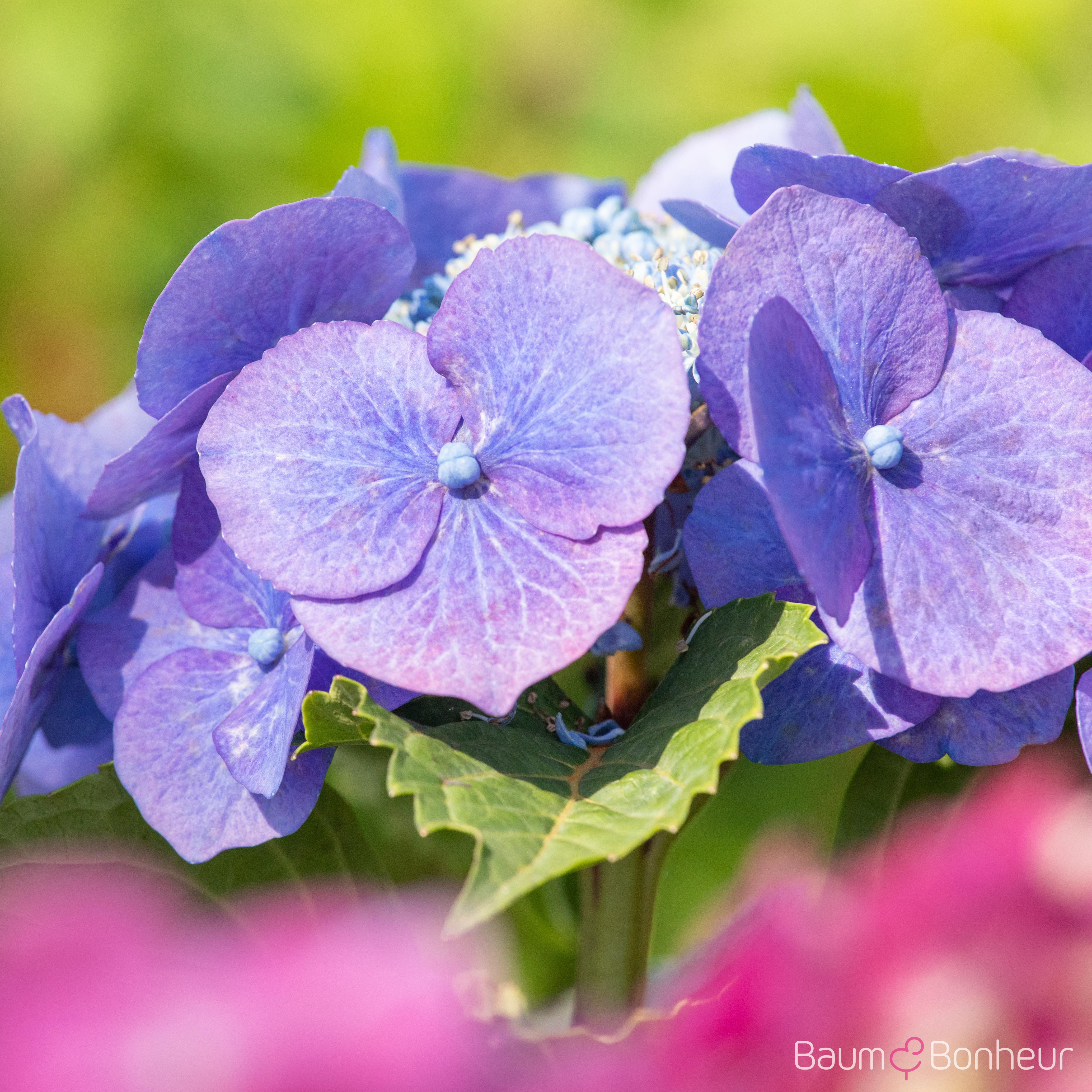 Hydrangea macrophylla 'Blaumeise'
