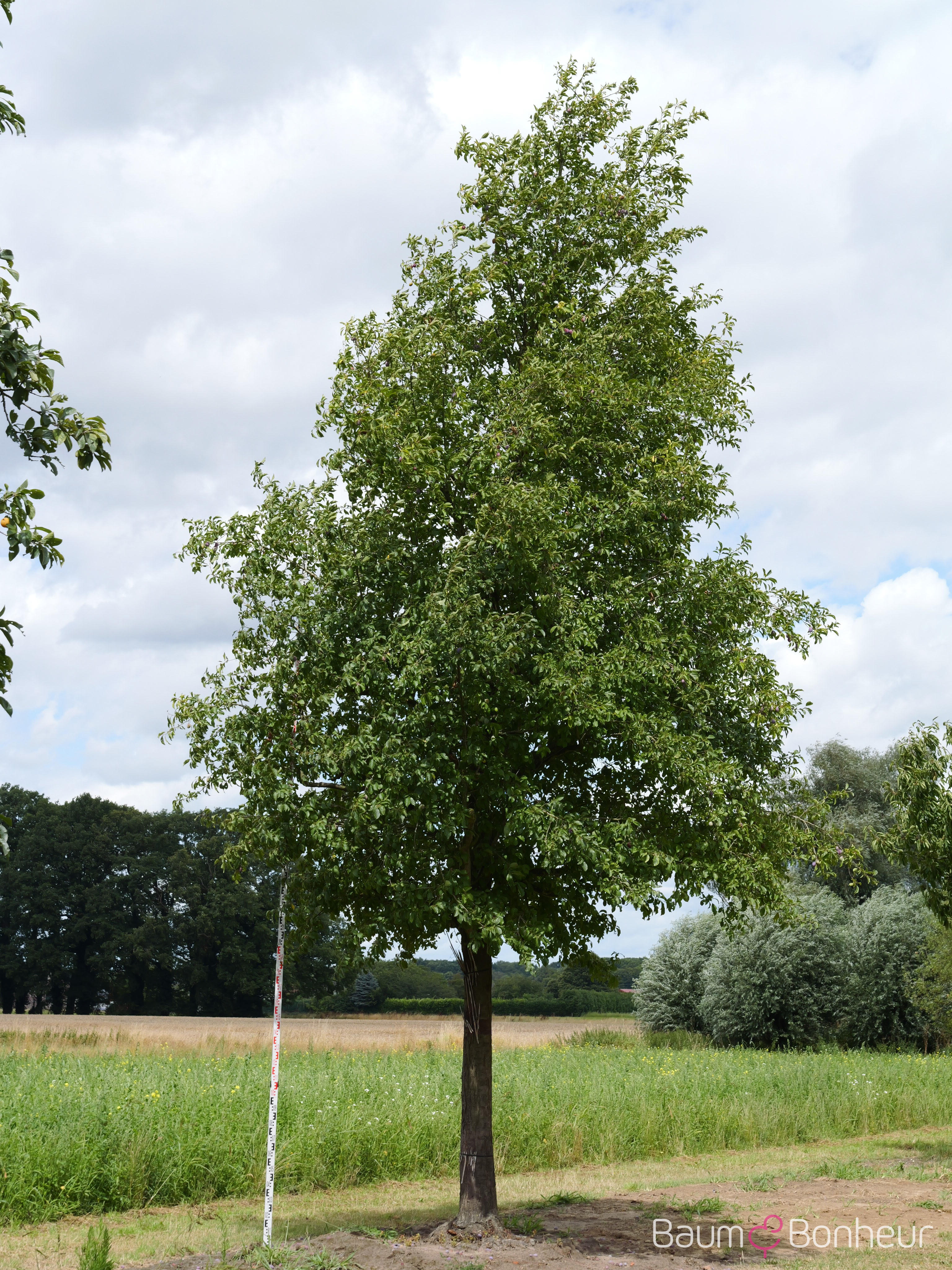 Prunus domestica 'Italienische Zwetsche'