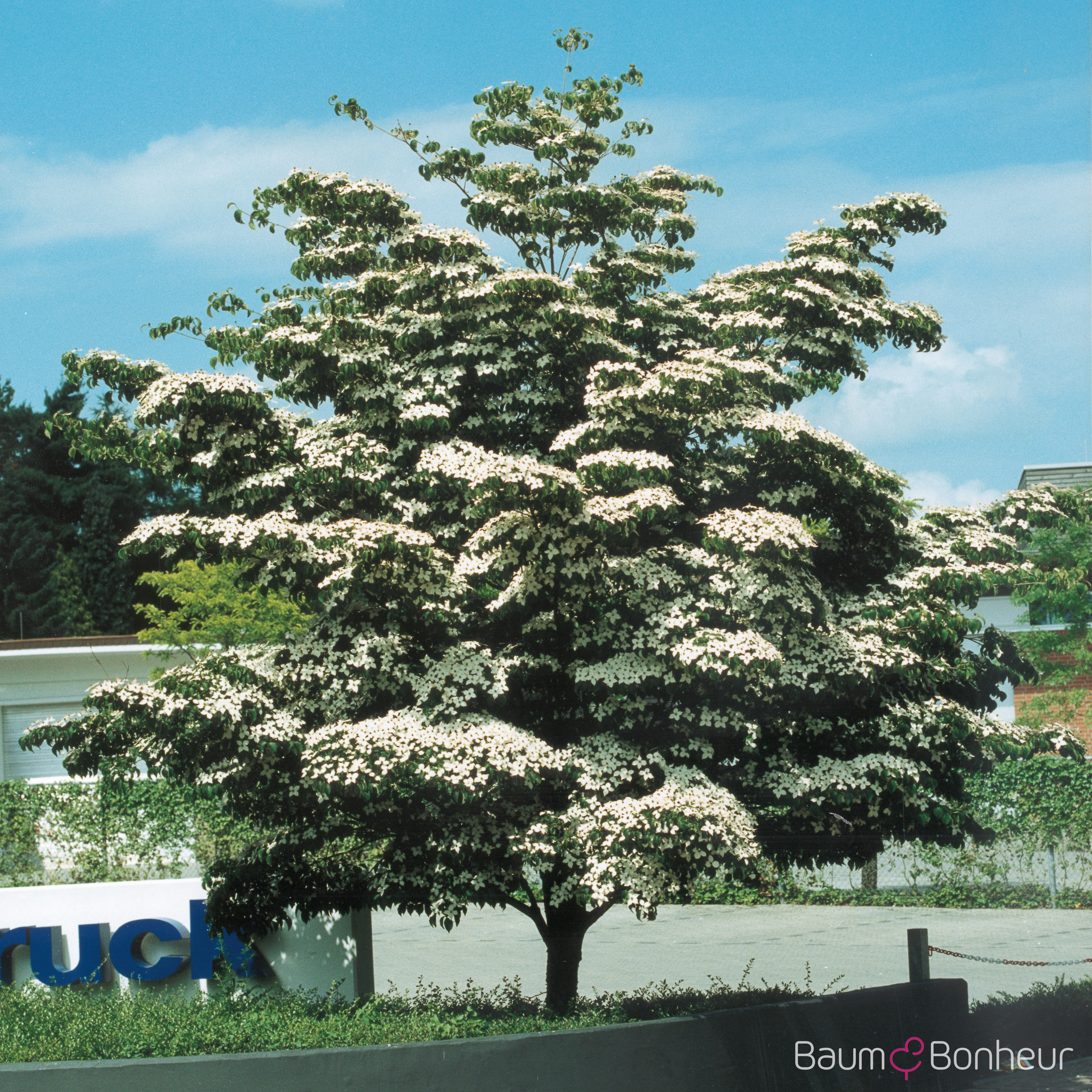 Cornus kousa