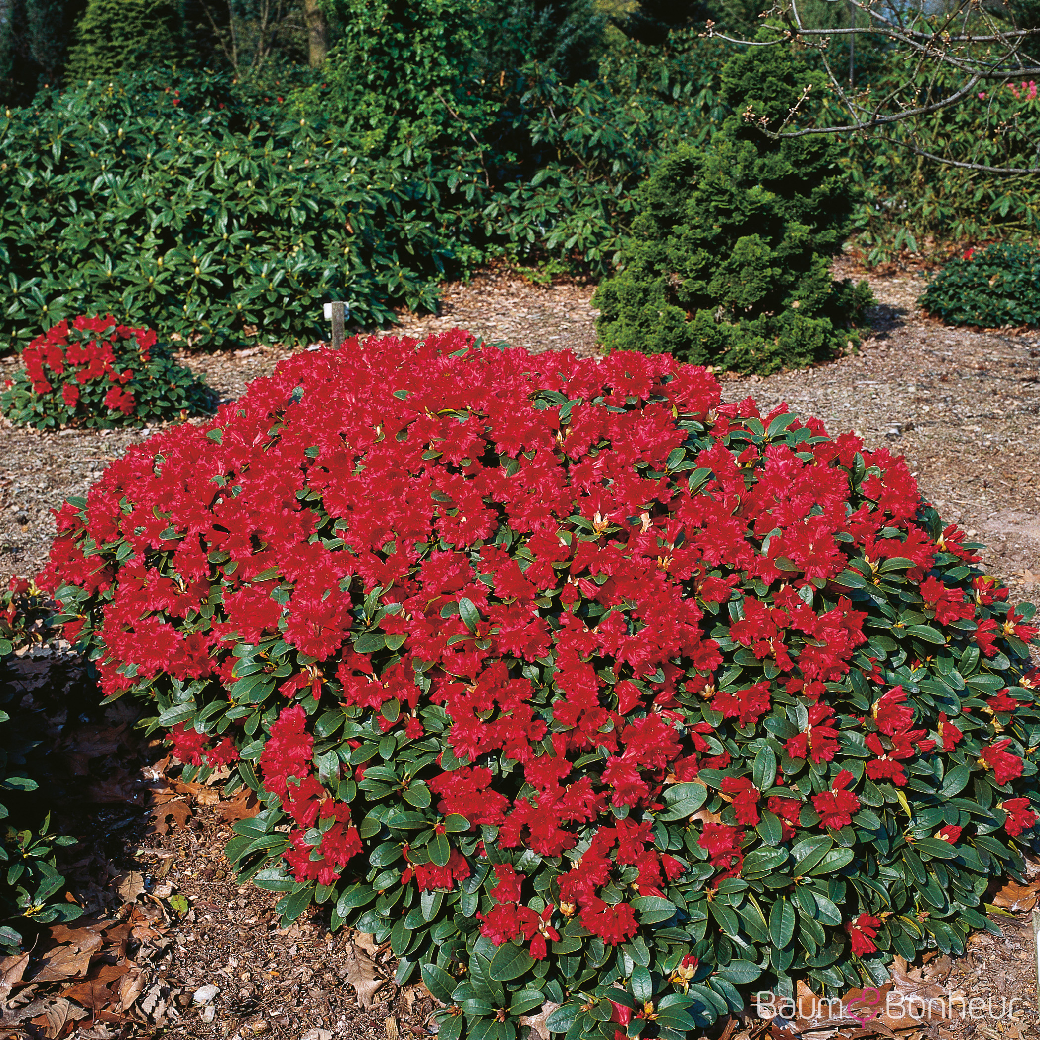 Rhododendron repens 'Scarlet Wonder'