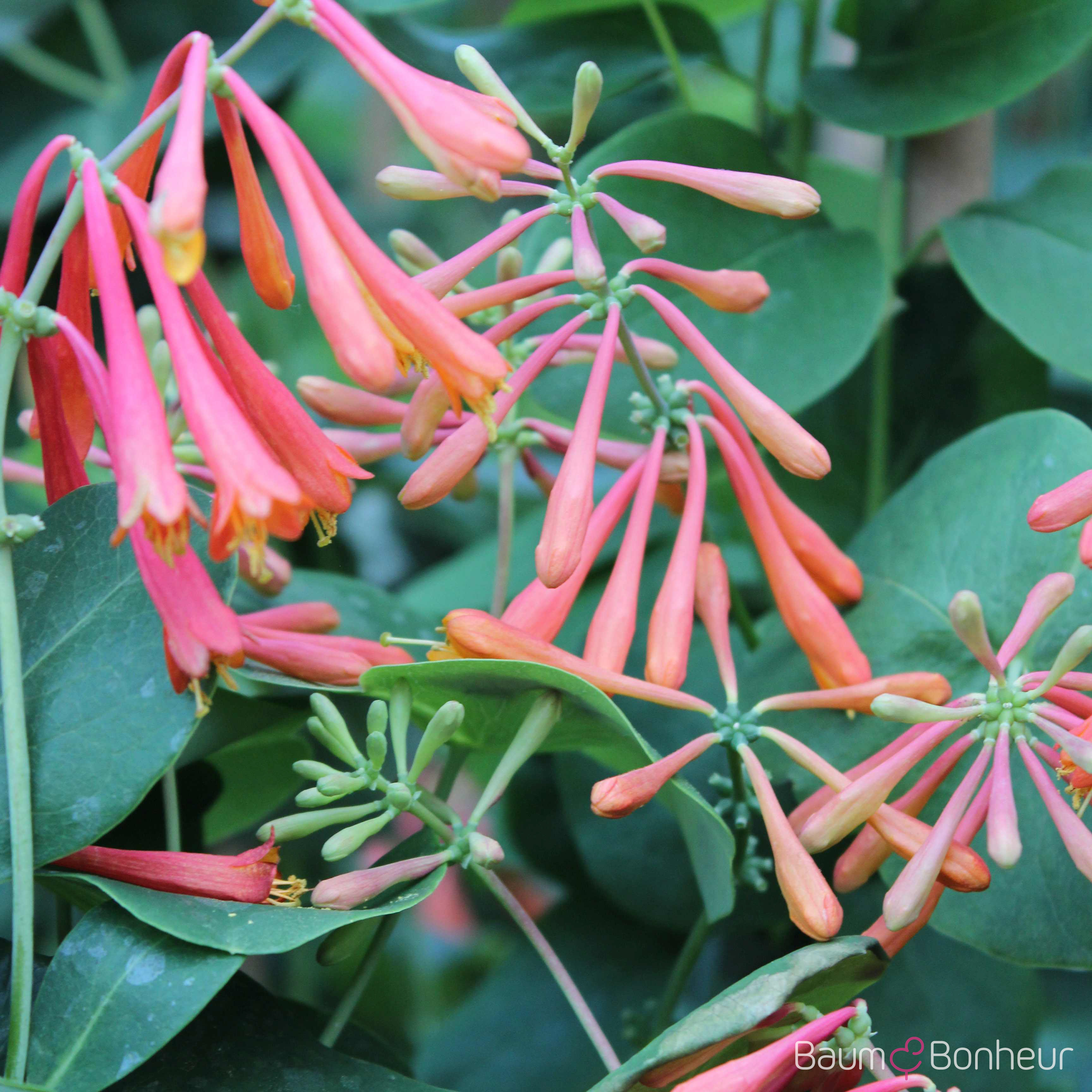 Lonicera x brownii 'Dropmore Scarlet'