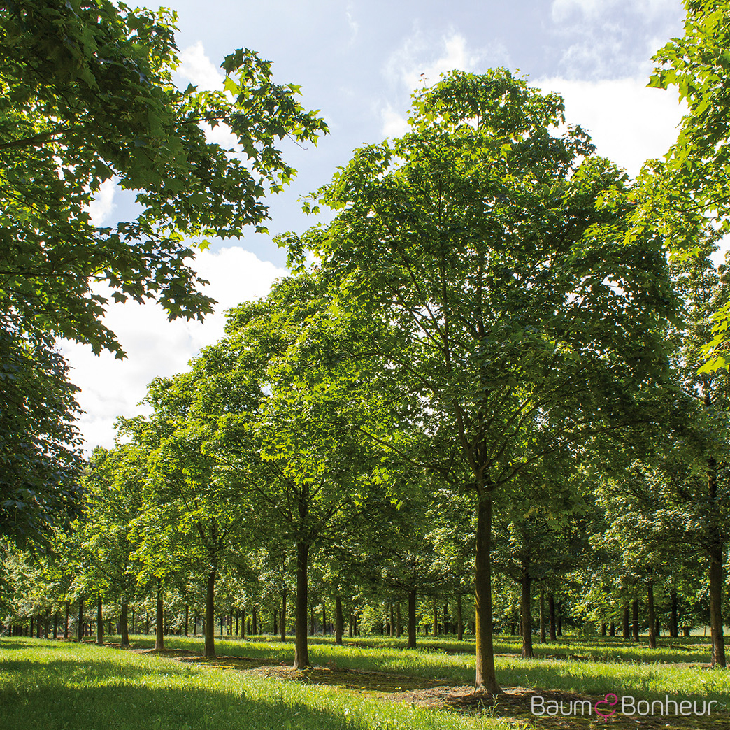 Acer cappadocicum 'Rubrum'