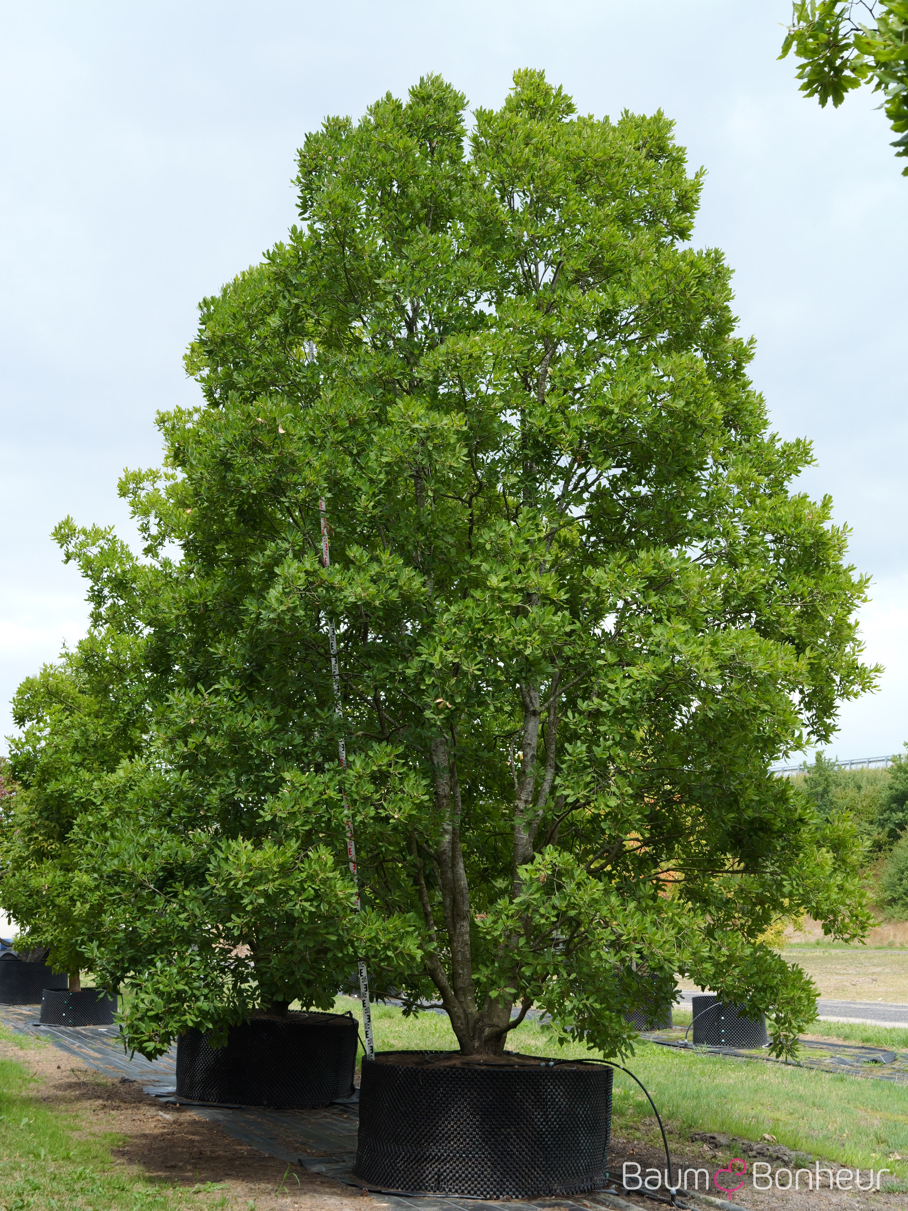 Quercus turneri 'Pseudoturneri'