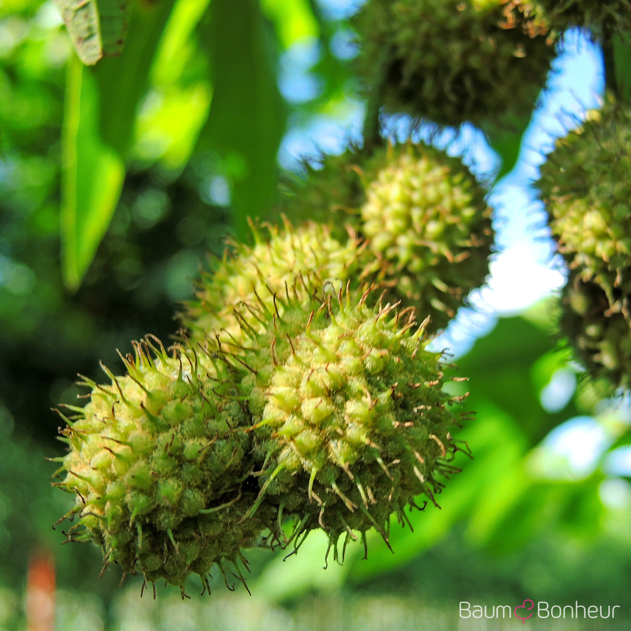 Platanus orientalis 'Minaret'